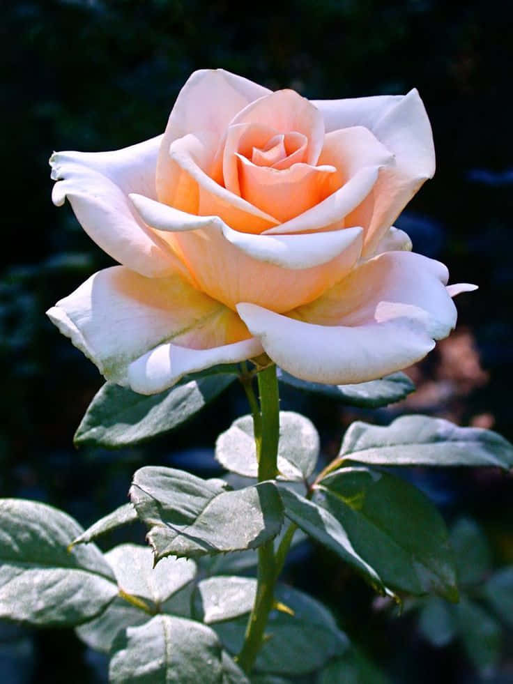 Hybrid Tea Roses 桌布 壁紙 — 一朵精緻的蜜桃色與白色玫瑰，在黑暗模糊的花園背景下，伴隨著沾滿露珠的葉片柔和綻放。