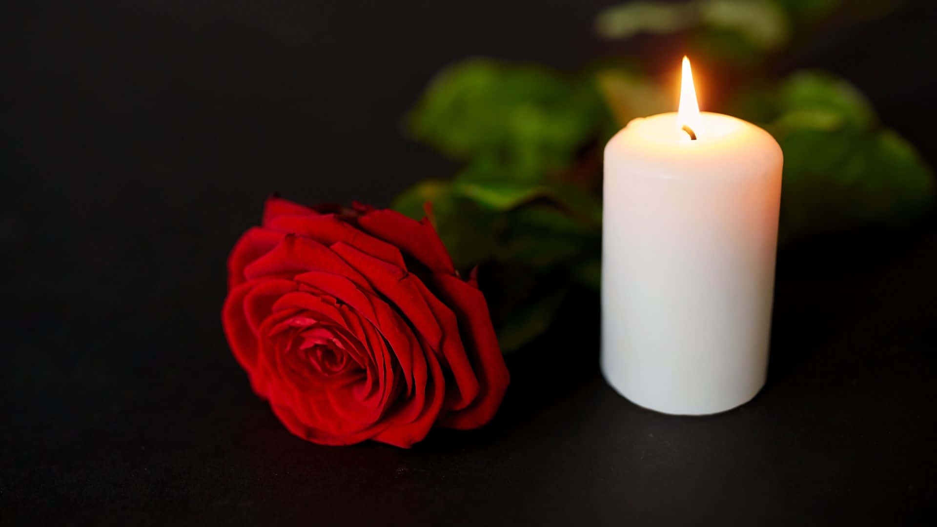 Condolence 桌布 壁紙 — 一朵紅玫瑰和一支點燃的白蠟燭在黑暗背景中柔和地發光，背景有模糊的綠葉。