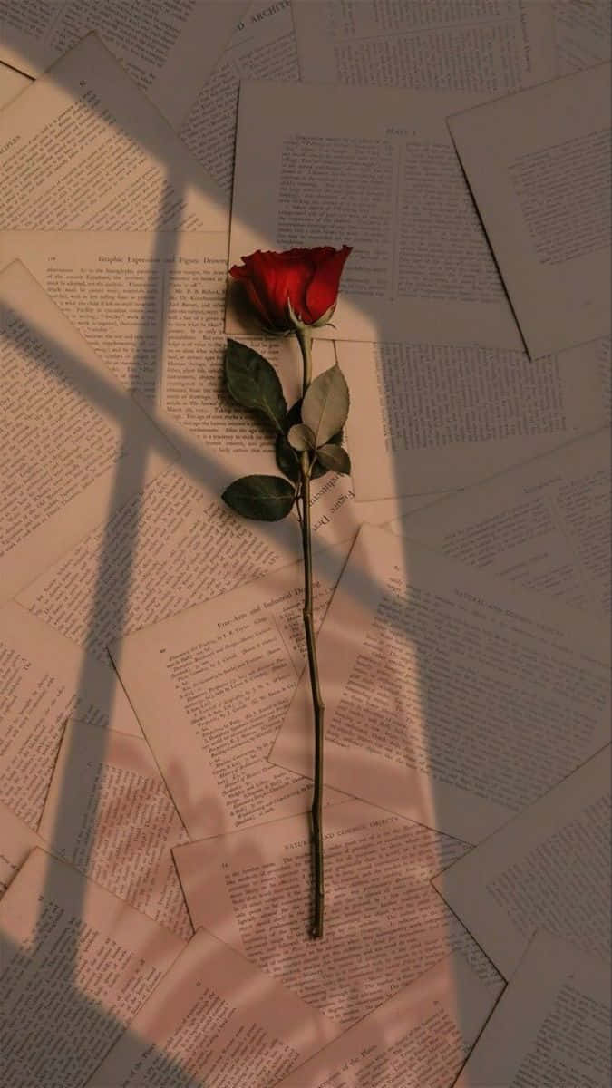 Single Rose 桌布 壁紙 — 一朵紅玫瑰放在散落的書頁上，沐浴在溫暖的金色光線中，帶有柔和的陰影。