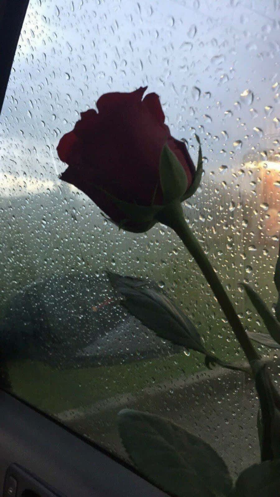 Rose In Rain 桌布 壁紙 — 一朵紅玫瑰靠喺沾滿雨點嘅車窗上，後面係模糊嘅戶外景色。