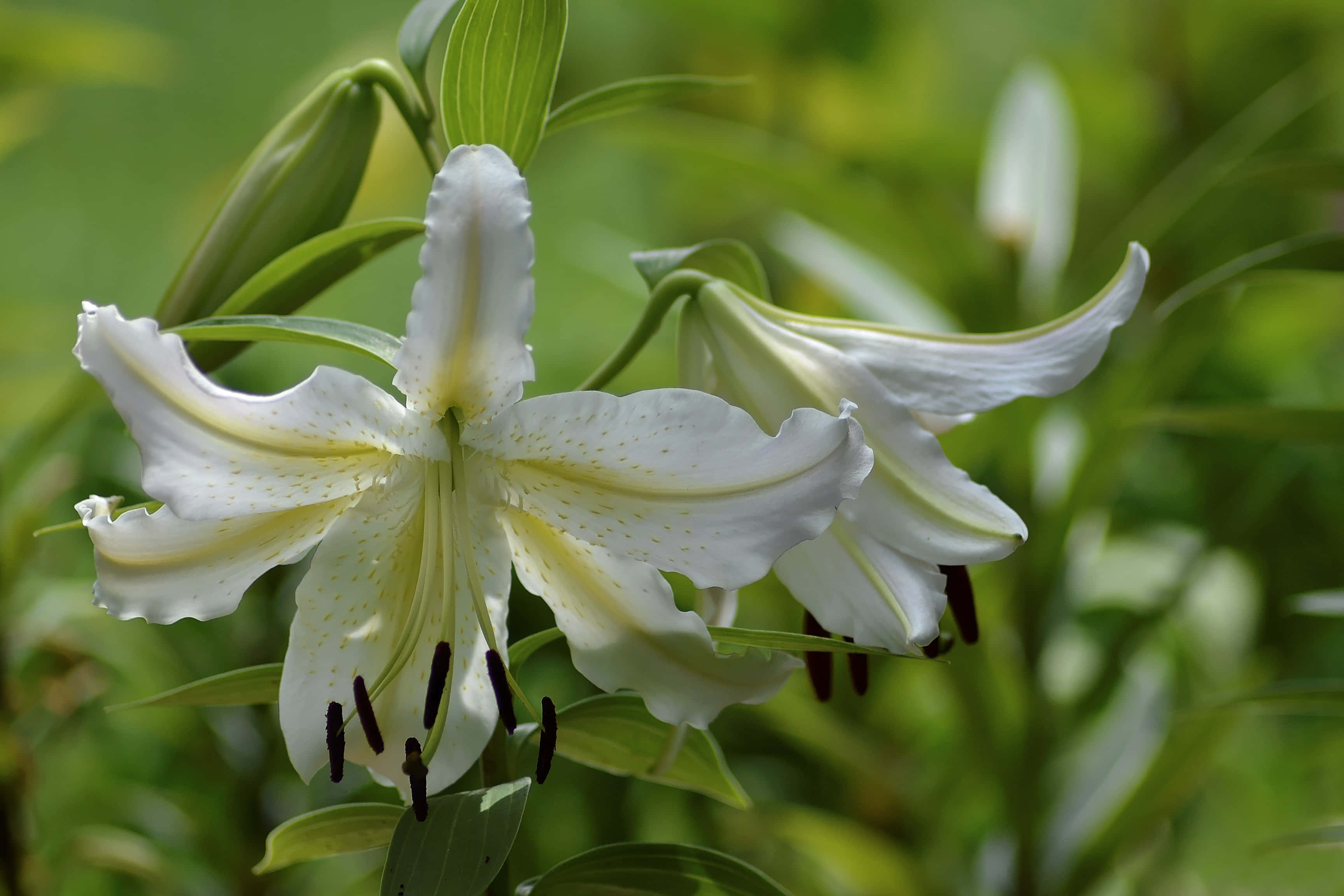 lily 桌布 壁紙 — 一朵純淨白百合的特寫，帶有精緻的黃色條紋和深色雄蕊，在茂密的綠葉中盛開。