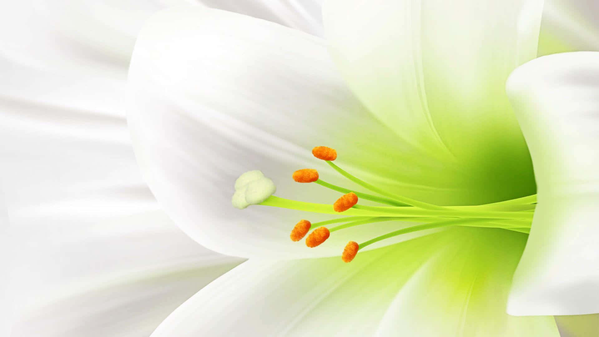 White Flowers 桌布 壁紙 — 一朵純潔白百合的特寫，帶有鮮綠色雌蕊和橙色雄蕊，在模糊的白色背景下柔和發光。