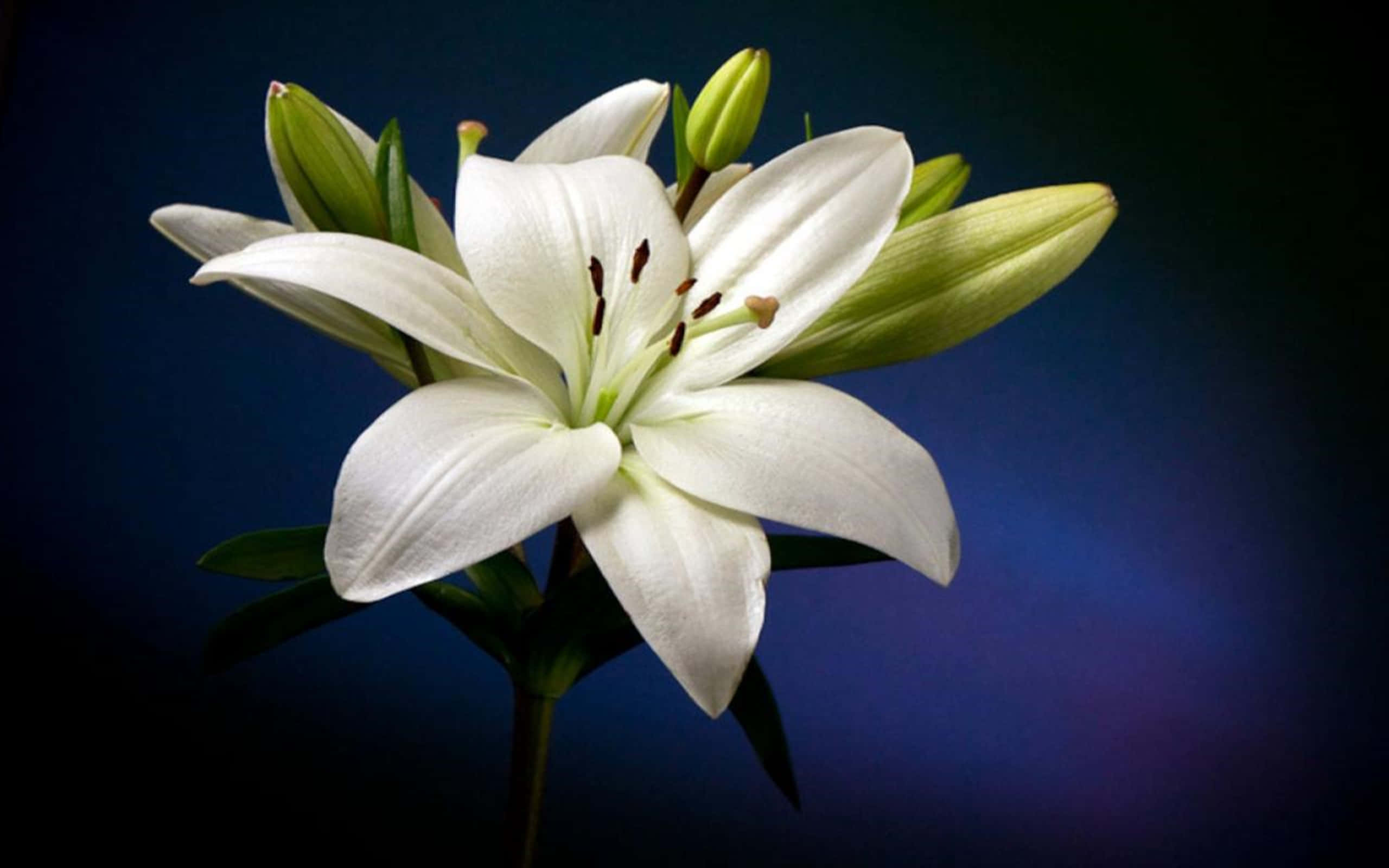 lily 桌布 壁紙 — 一朵純潔的白百合在深藍色漸變背景上盛開，附近有未開放的花蕾。