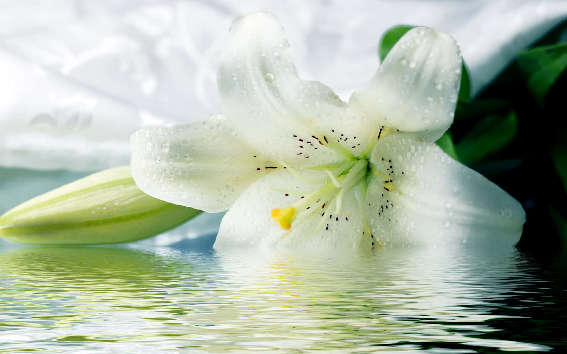 lily 桌布 壁紙 — 一朵純潔的白百合帶着露珠，輕輕漂浮在平靜的綠色水面上，映照出其精緻的花瓣和深色的雄蕊。