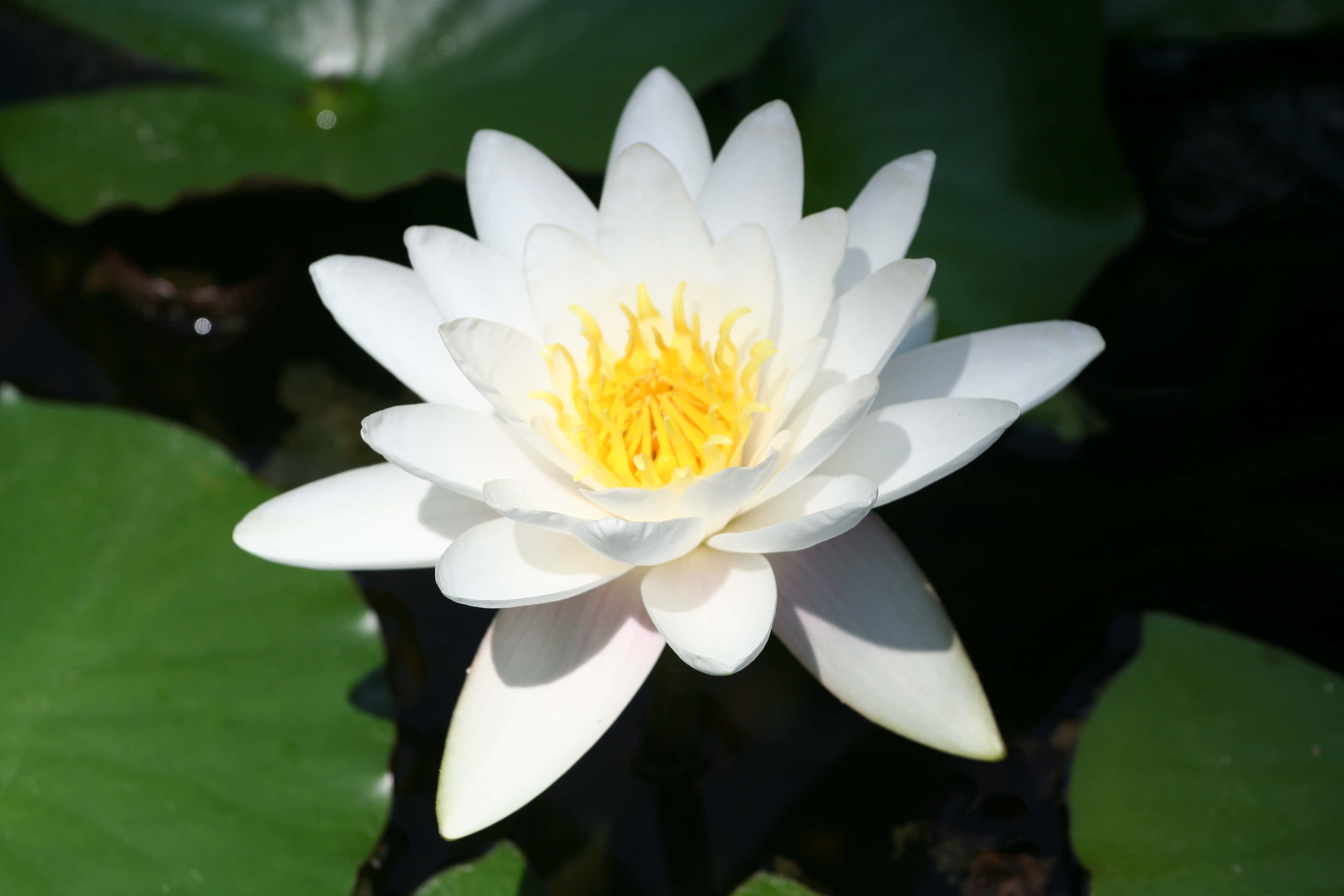 lily 桌布 壁紙 — 一朵純潔的白色睡蓮，帶有鮮豔的黃色中心，在明亮的陽光下在茂密的綠色睡蓮葉間優雅綻放。