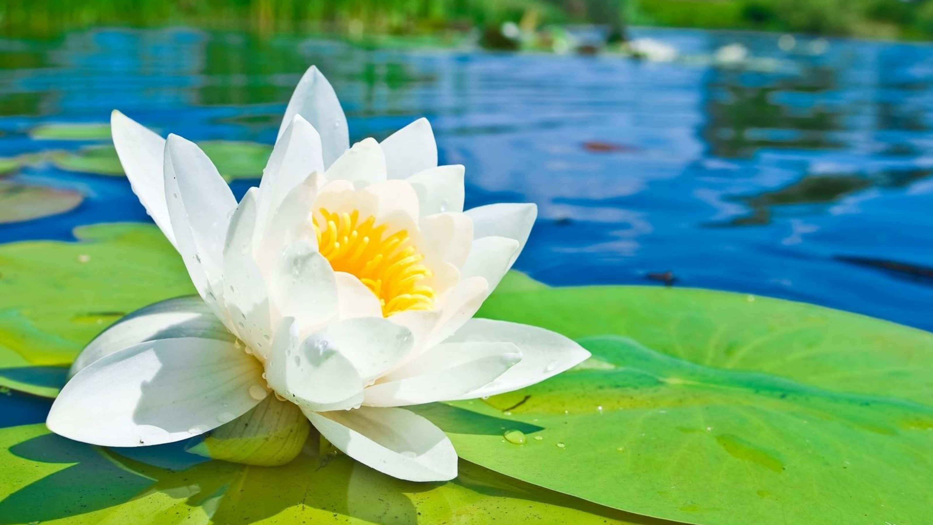 lily 桌布 壁紙 — 一朵純潔的白色睡蓮，帶有鮮豔的黃色中心，盛開在平靜藍色池塘中一片巨大的綠色睡蓮葉上。