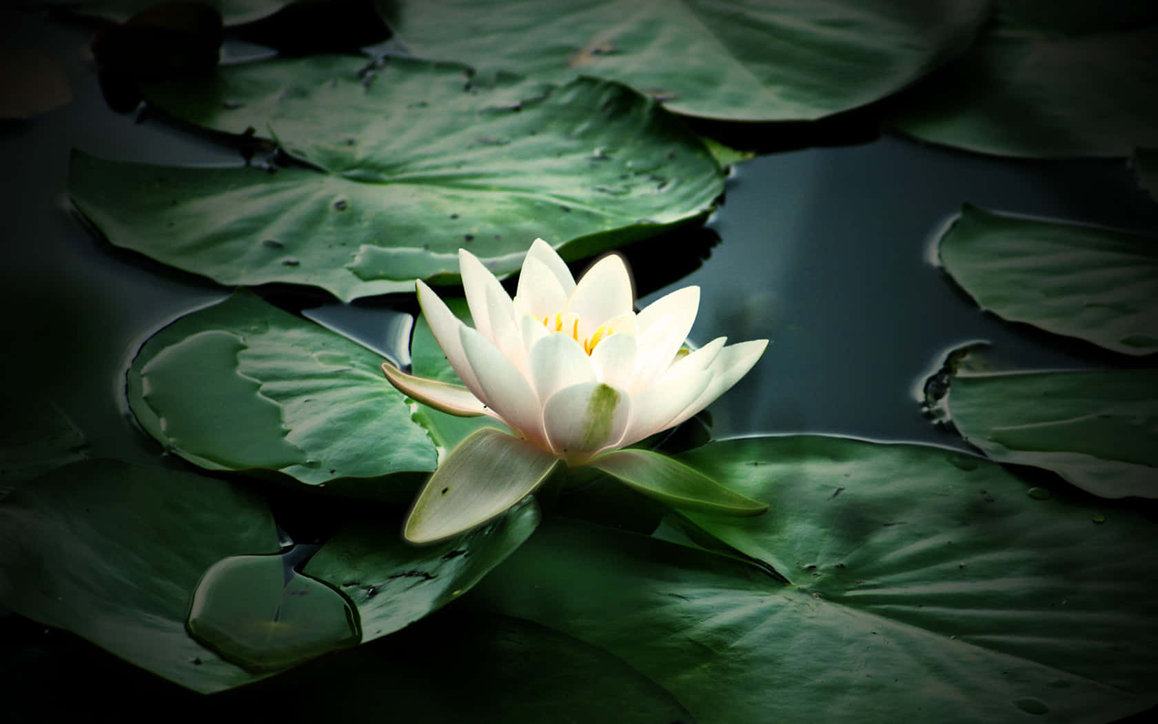 lily 桌布 壁紙 — 一朵純潔的白色睡蓮在平靜的深色水面上，於大片綠色睡蓮葉之間輕柔綻放。