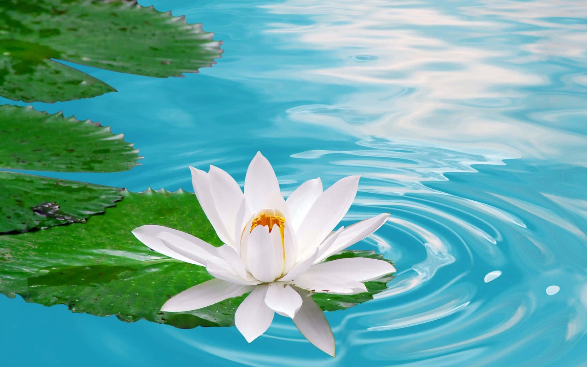 蓮花 桌布 壁紙 — 一朵純潔的白色睡蓮在碧綠色的池塘中優雅綻放，伴隨著漣漪和茂盛的綠色荷葉。