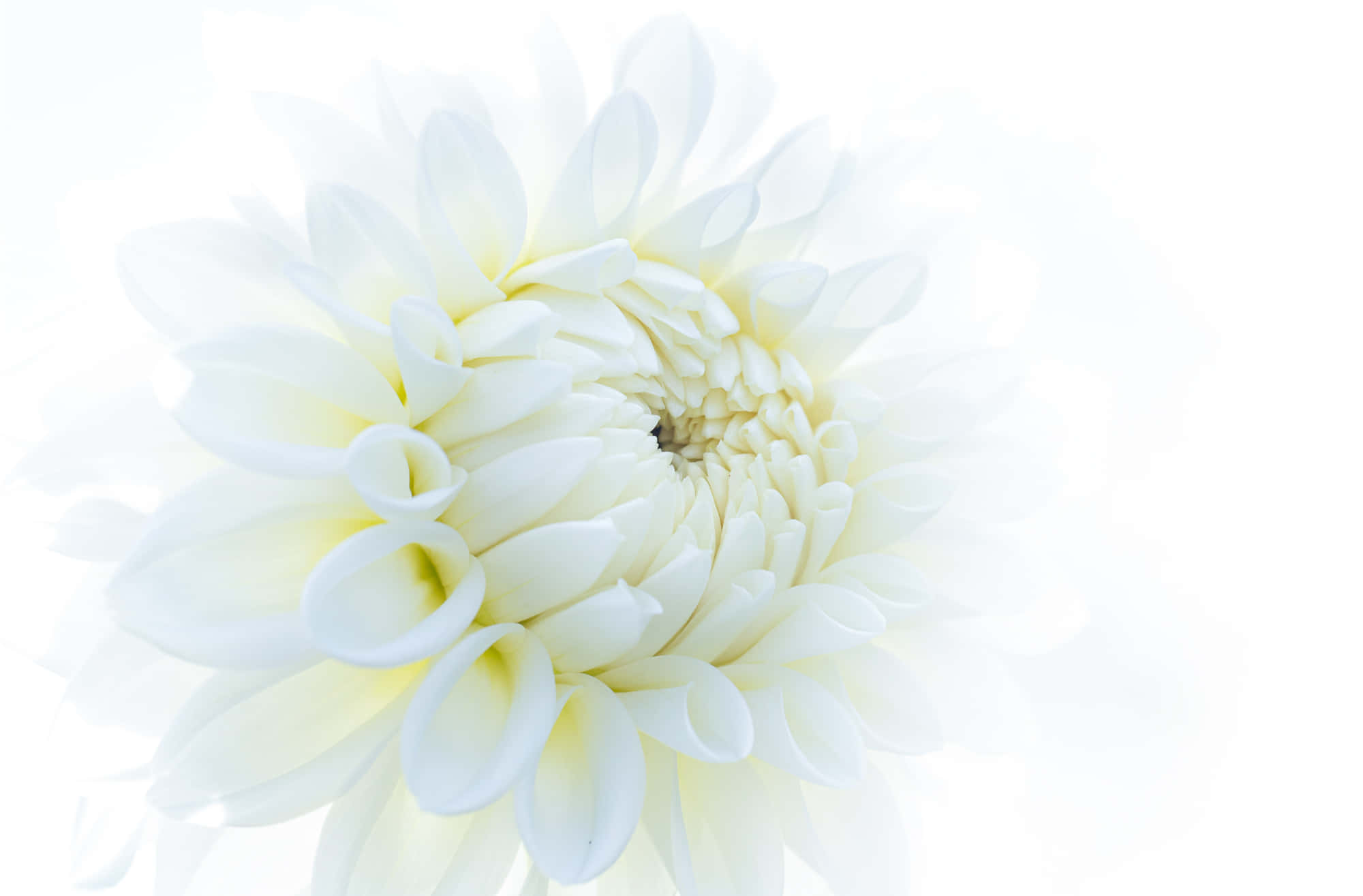 White Flowers 桌布 壁紙 — 一朵純白的大麗花在純白背景上柔和綻放，柔和光線凸顯其層層疊疊的花瓣。