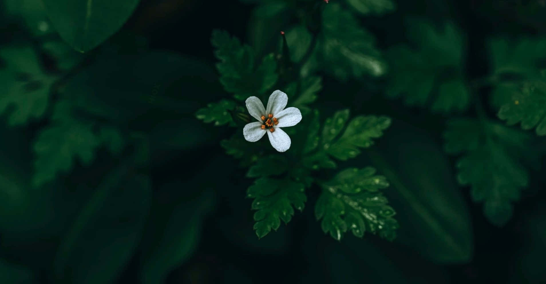 一朵純白花朵靜立於鮮綠莖上 壁紙 — 一朵精緻的白色花朵，黃色花心，在柔和的自然光中於深綠色葉叢間綻放。
