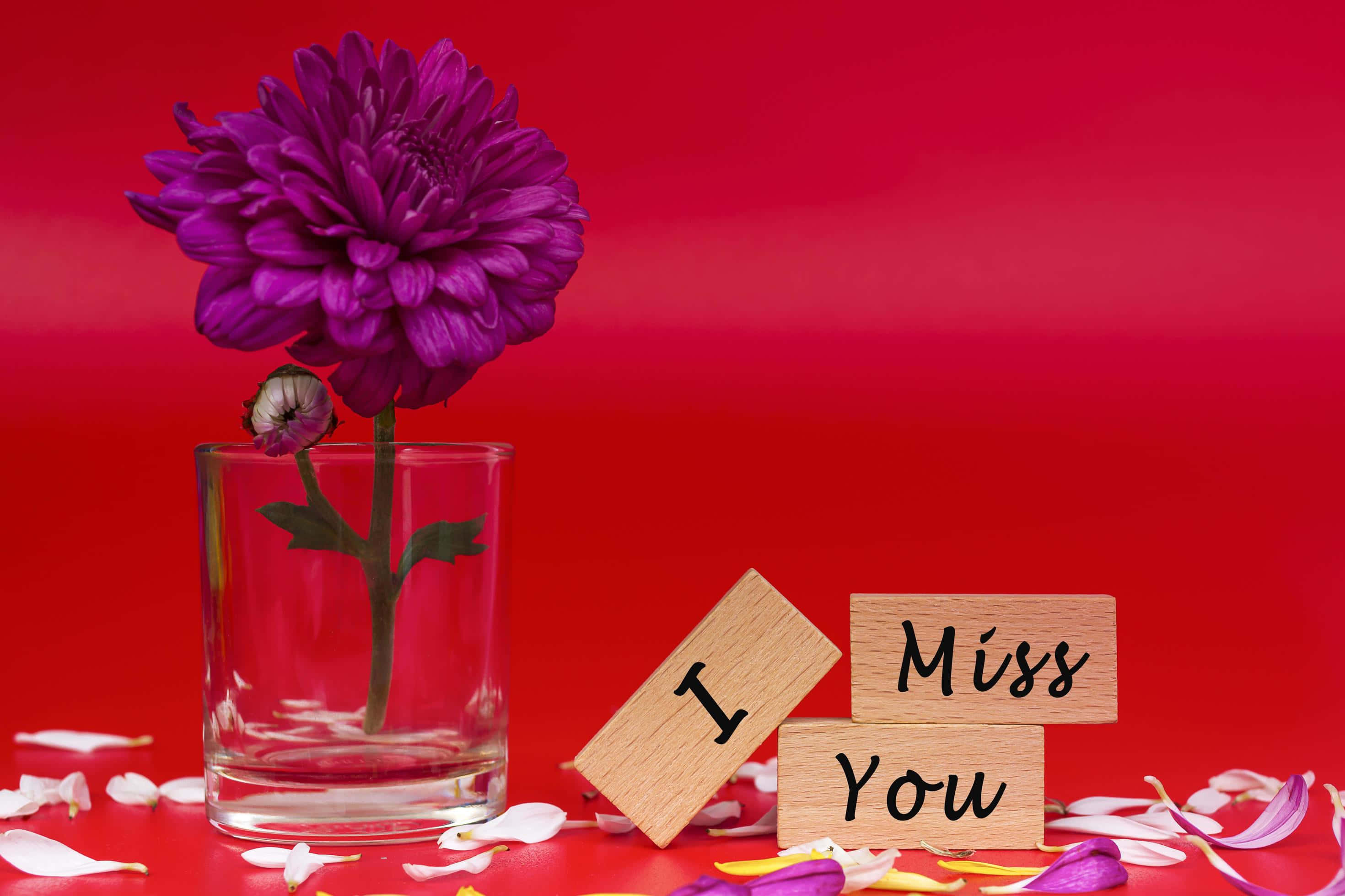 I Miss You 桌布 壁紙 — 一朵紫色菊花放在玻璃花瓶裡，旁邊有木塊拼出「I Miss You」，背景是鮮豔的紅色。