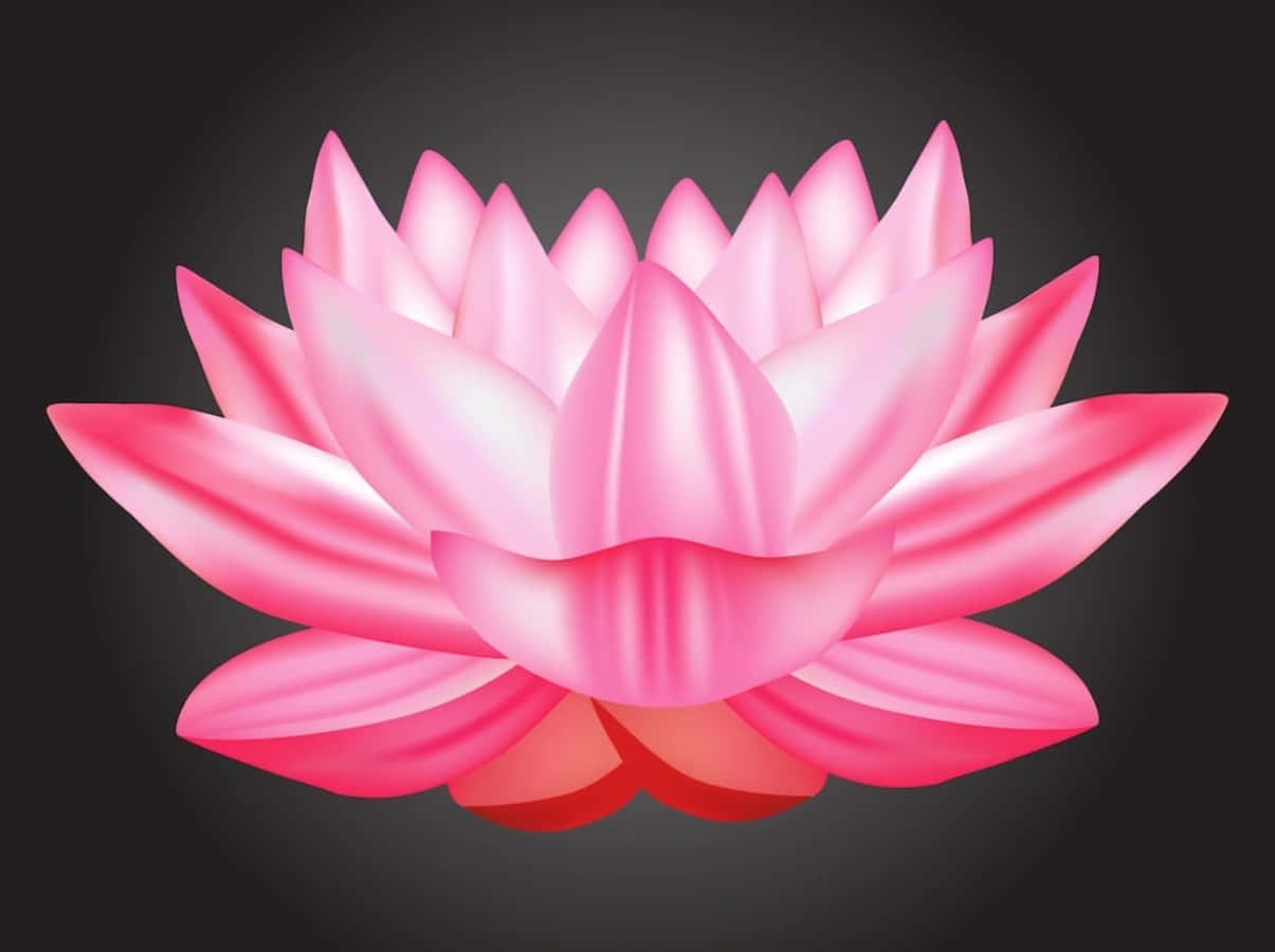 vector 桌布 壁紙 — 一朵艷麗的粉紅色蓮花在深色漸變背景上盛開，柔和的光線突顯其層層疊疊的花瓣。