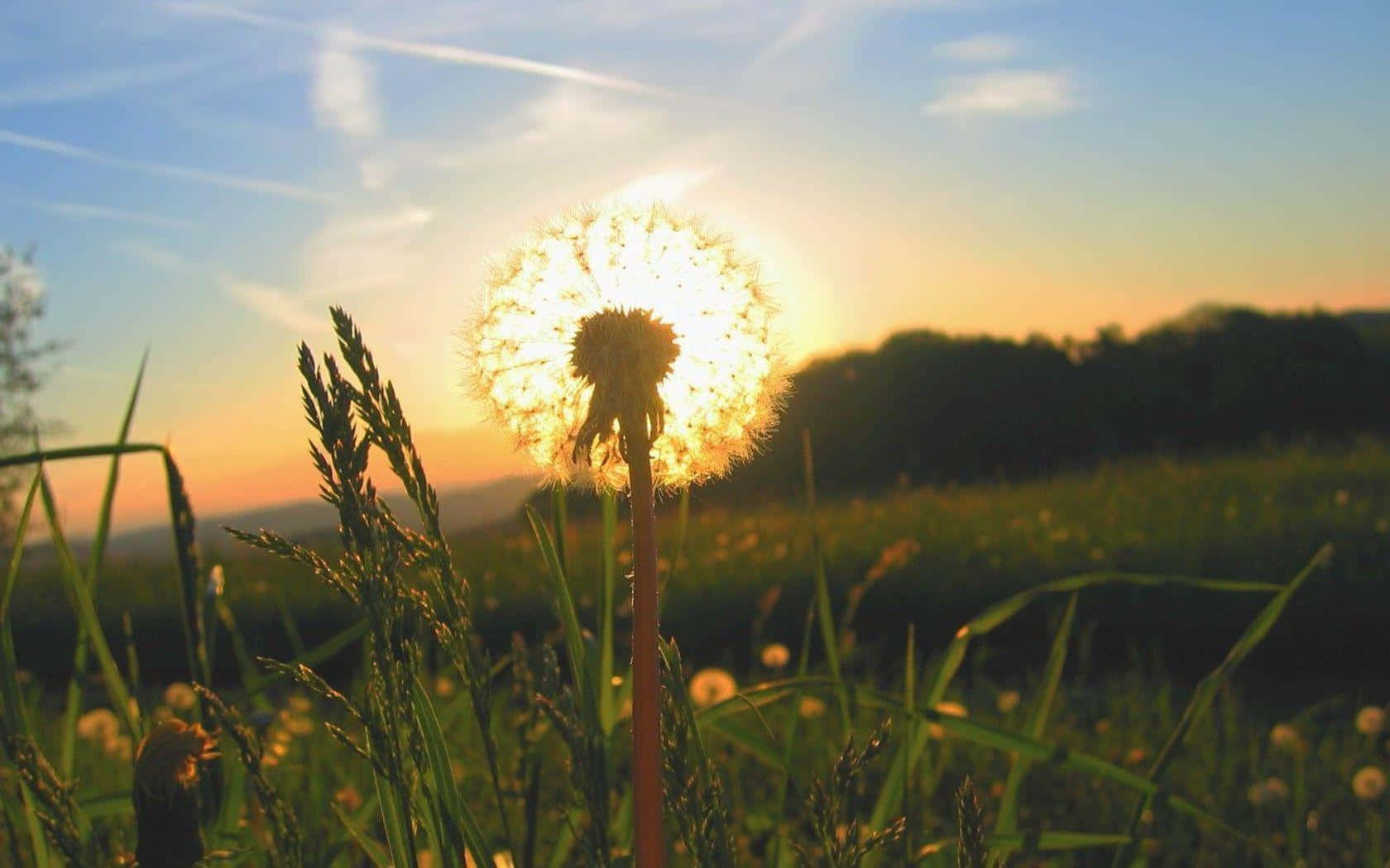 Dandelion 桌布 壁紙 — 一朵蒲公英絨球在夕陽天空下發光，金色光線穿過其蓬鬆的種子。