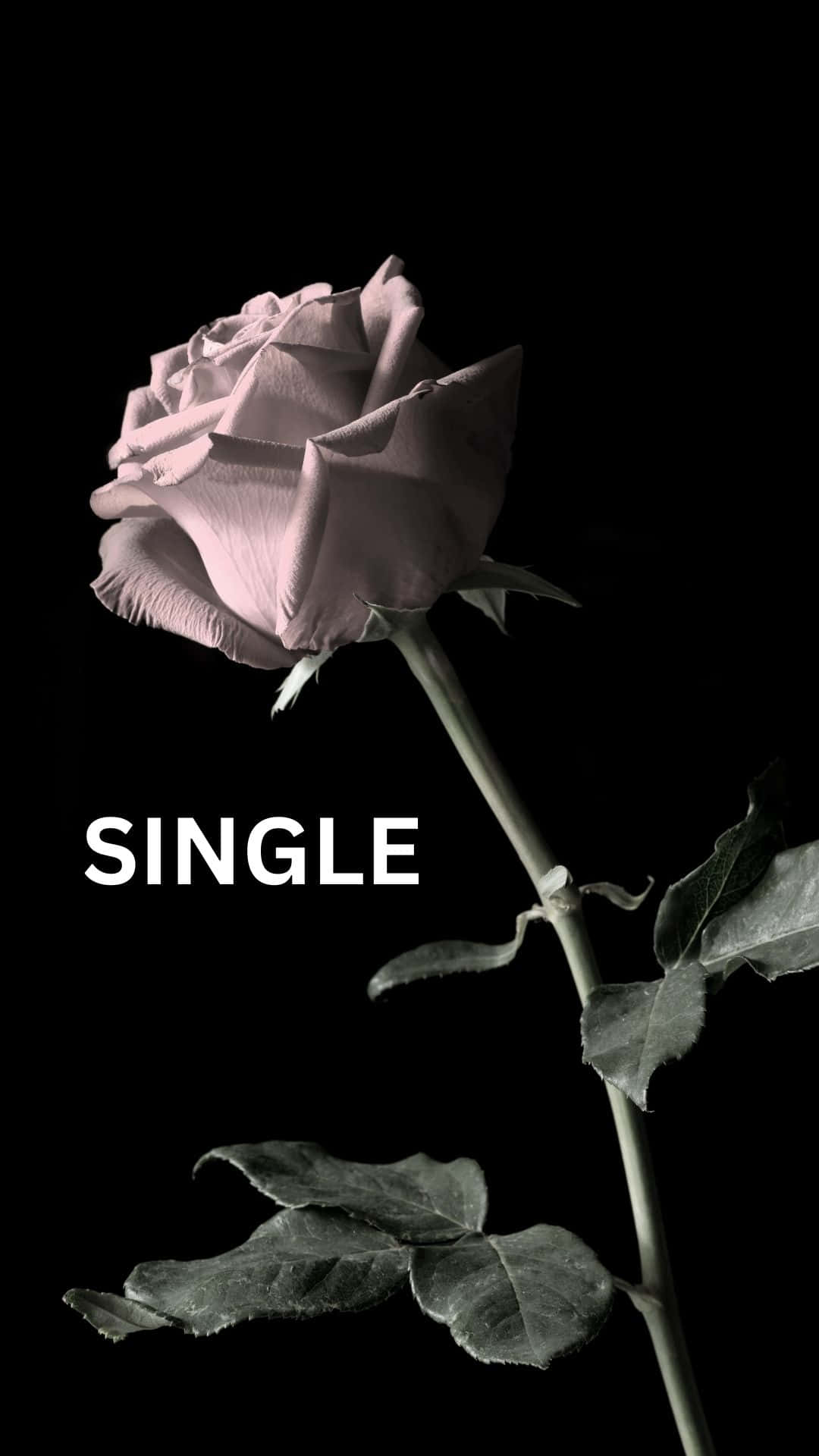 Single 桌布 壁紙 — 一朵蒼白的玫瑰，帶有深色葉子，立在黑色背景上，並有白色文字「SINGLE」。