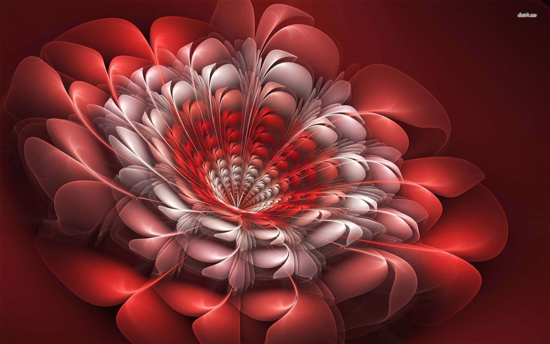 3d Flower 桌布 壁紙 — 一朵迷人的分形花，帶有旋轉的紅色和白色花瓣，從發光的中心向深紅色的背景輻射。