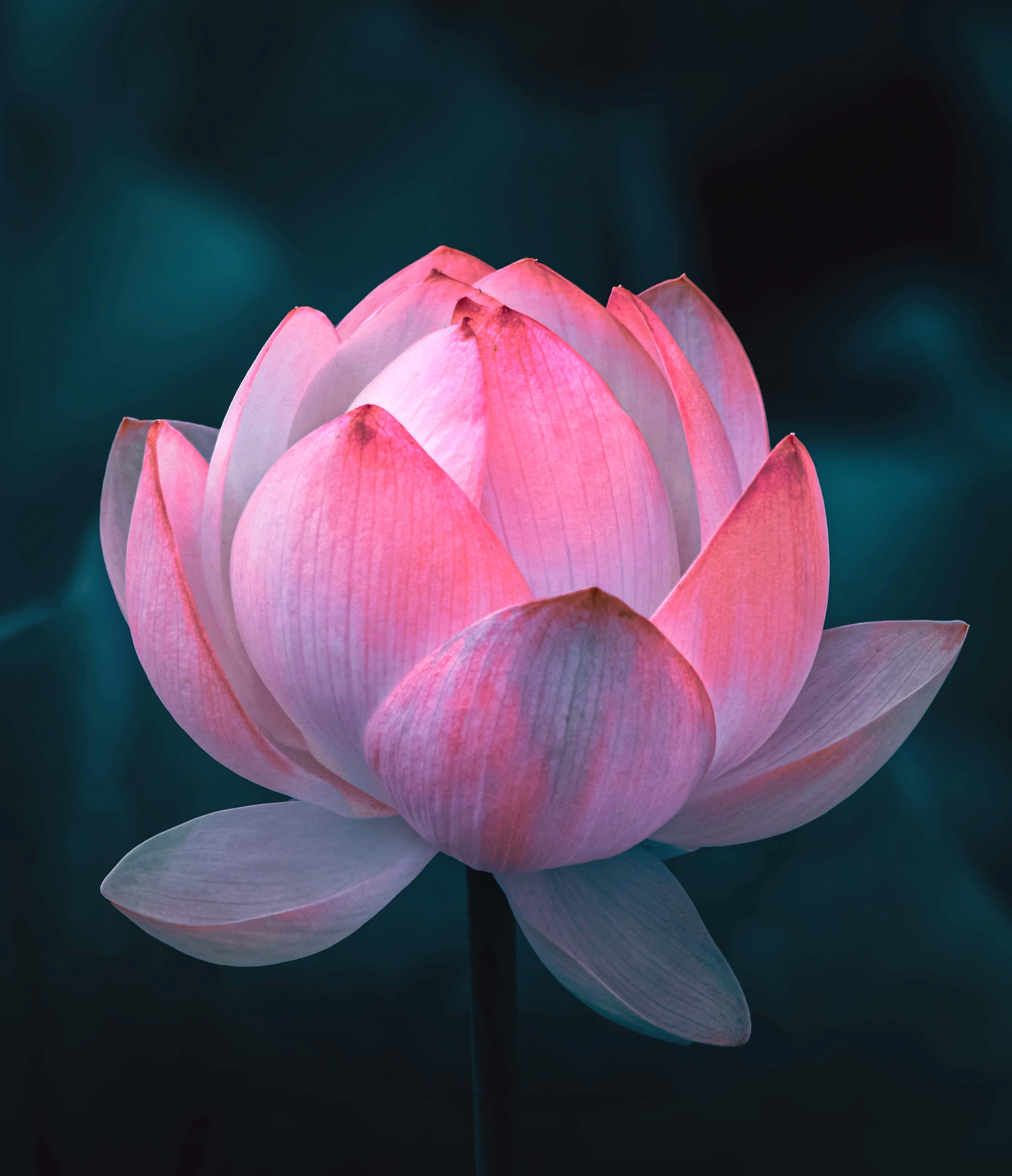 一朵靜謐池塘上的美麗蓮花 壁紙 — 一朵精緻的粉紅色蓮花在深藍綠色模糊背景上柔和地綻放。