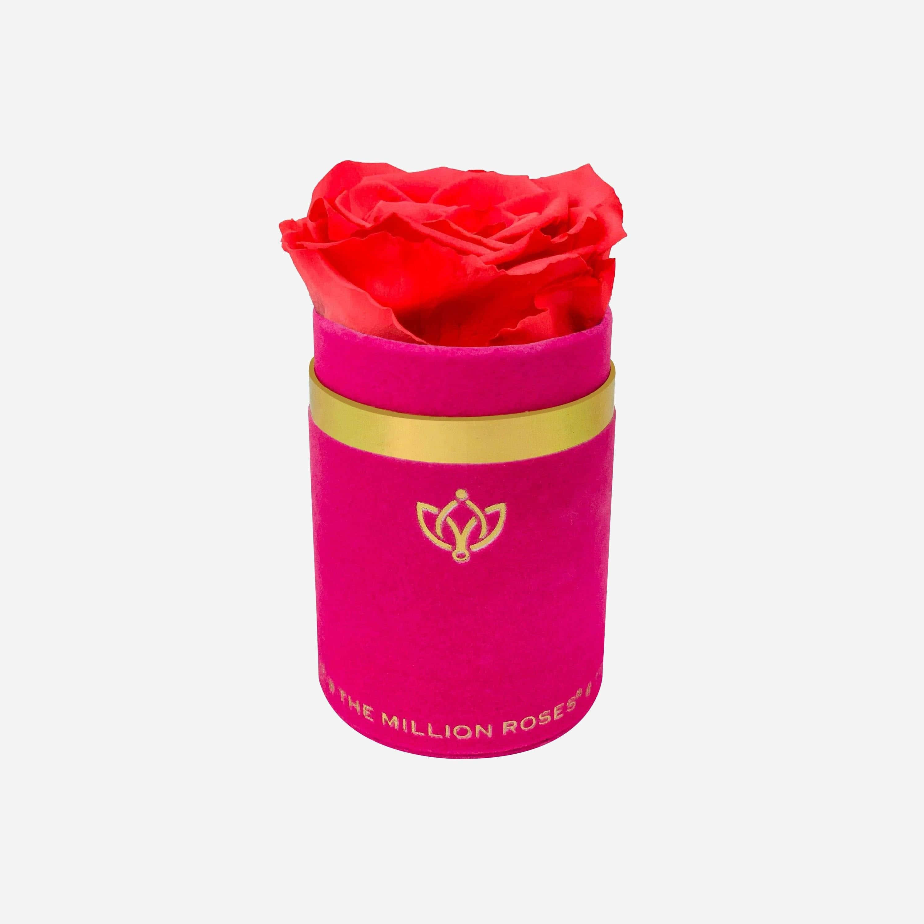 Single Rose 桌布 壁紙 — 一朵鮮紅的保鮮玫瑰從一個飾有金色飾邊和標誌的紫紅色天鵝絨圓筒中冒出。
