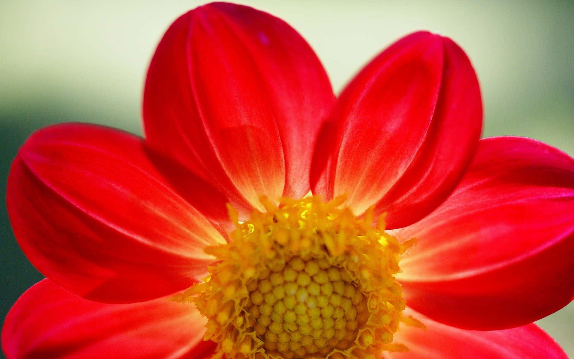 Beautiful Photography 桌布 壁紙 — 一朵鮮紅的大麗花，帶有金色花心，在柔焦中綻放，背景是模糊的綠色。