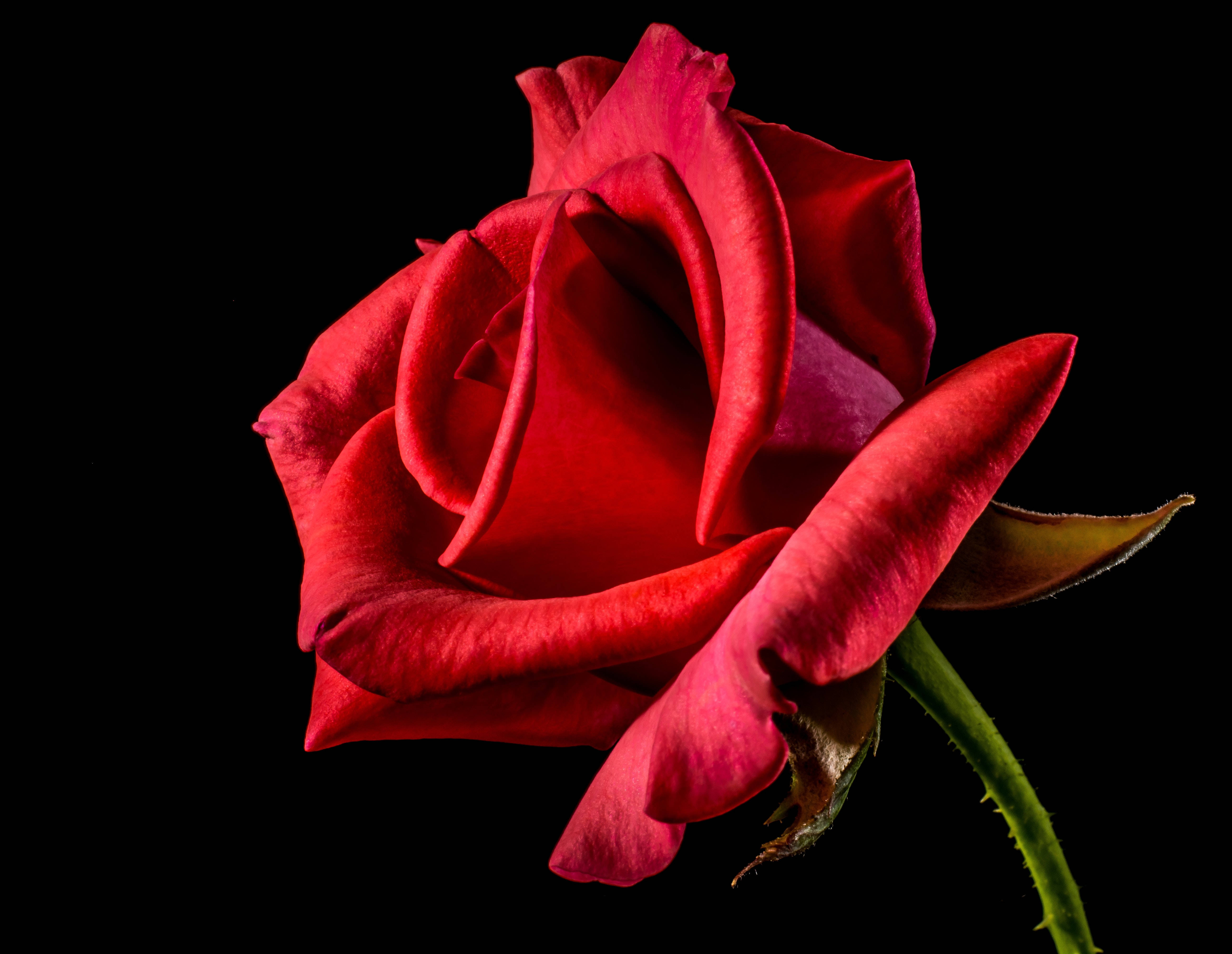 Roses 桌布 壁紙 — 一朵鮮紅的玫瑰，帶有精緻的花瓣和綠色的莖，在純黑色的背景下脫穎而出。