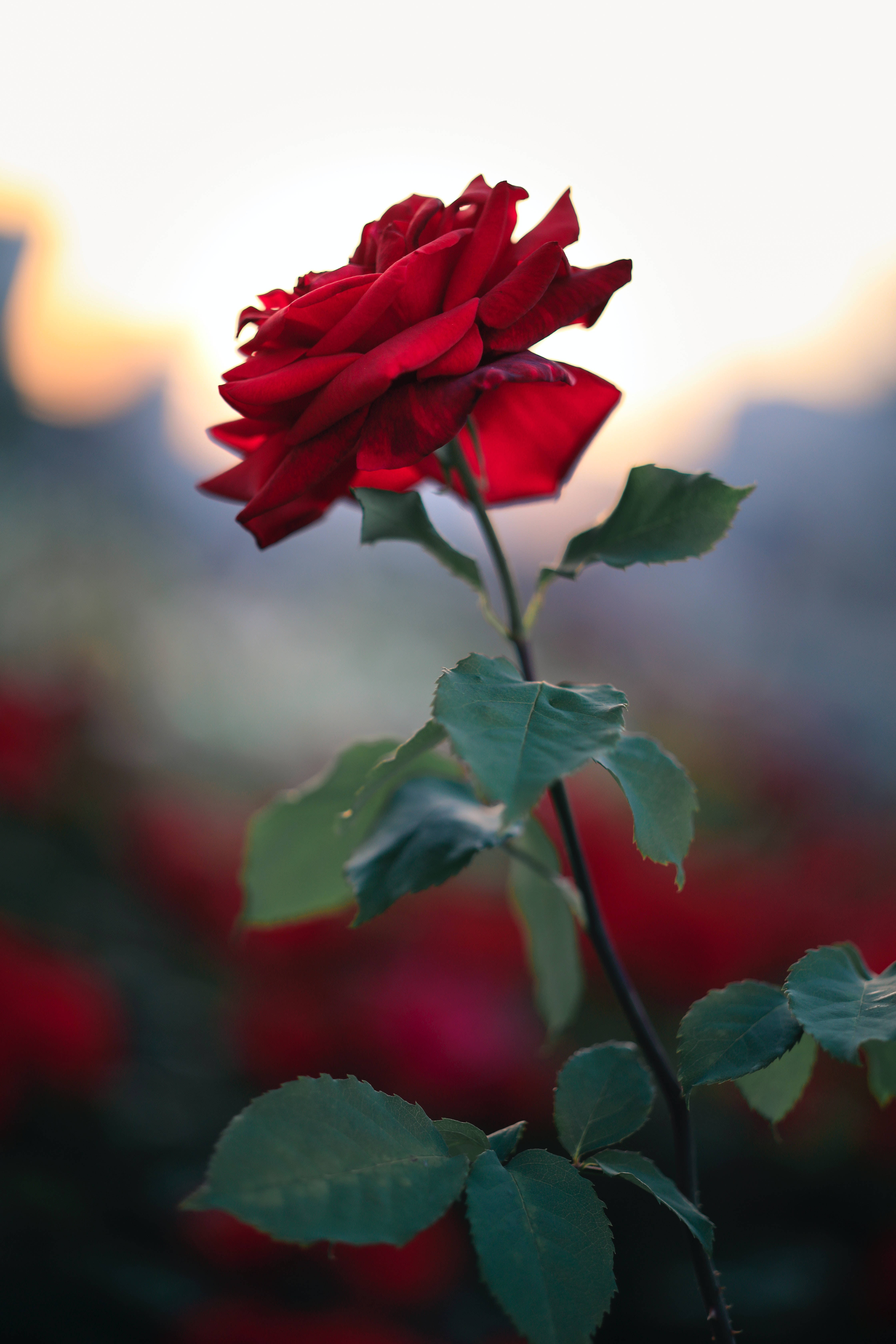 Roses 桌布 壁紙 — 一朵鮮紅的玫瑰在柔和的金色日落天空下盛開，背景有模糊的綠色樹葉。