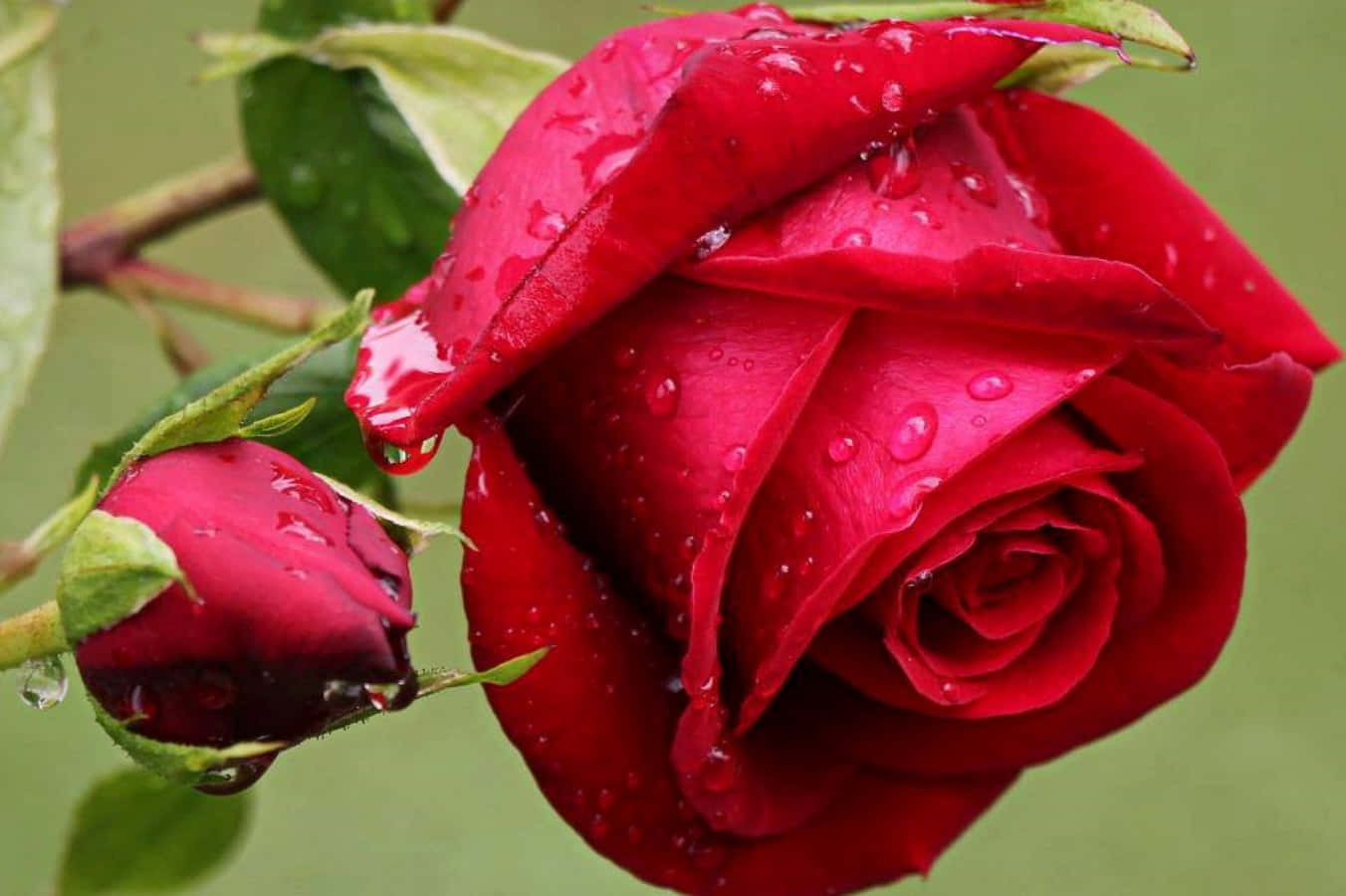 Beautiful Rose 桌布 壁紙 — 一朵鮮紅的玫瑰在雨滴中閃閃發光，旁邊是含苞待放的花蕾，襯著柔和的綠色葉子。