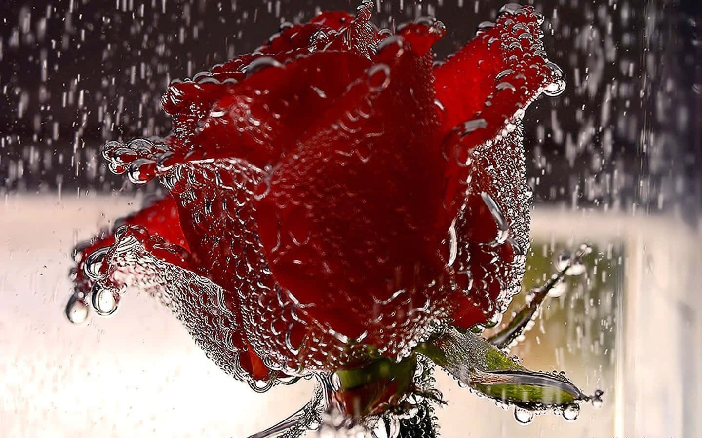Rose In Rain 桌布 壁紙 — 一朵鮮紅的玫瑰浸沒在水中，水滴附著在花瓣和莖上，背景模糊。