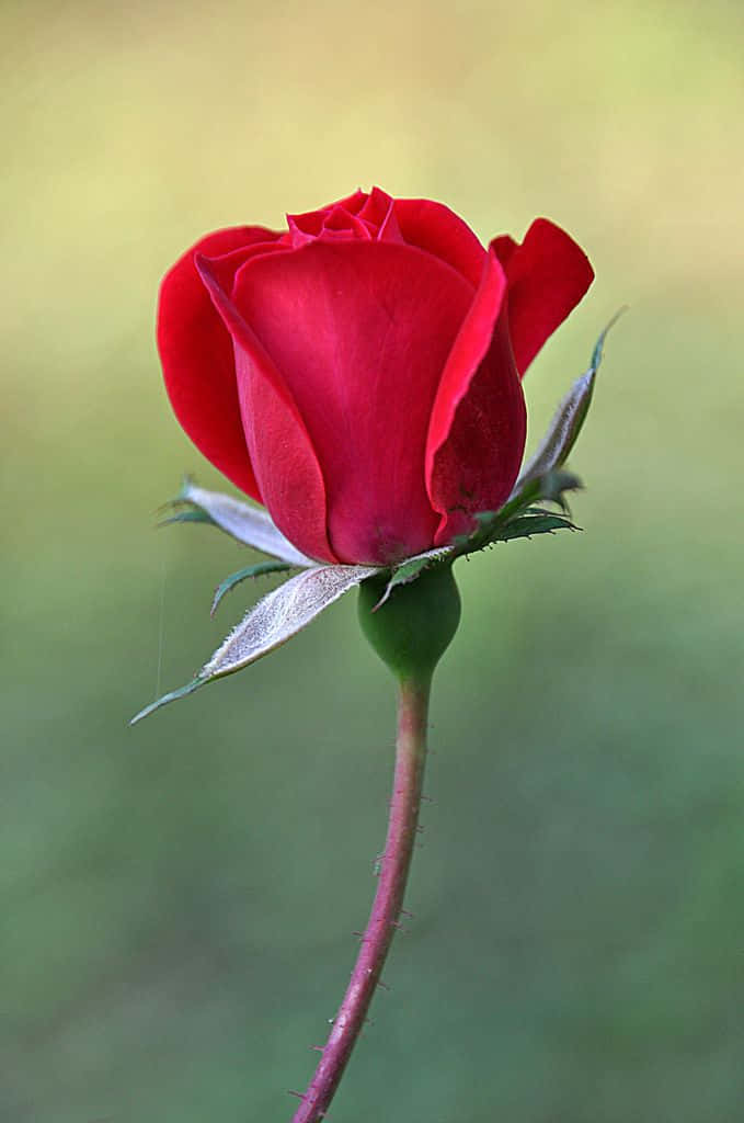 Single Rose 桌布 壁紙 — 一朵鮮紅的玫瑰花蕾，帶有露水的萼片和帶刺的莖，立於柔焦的綠色背景中。