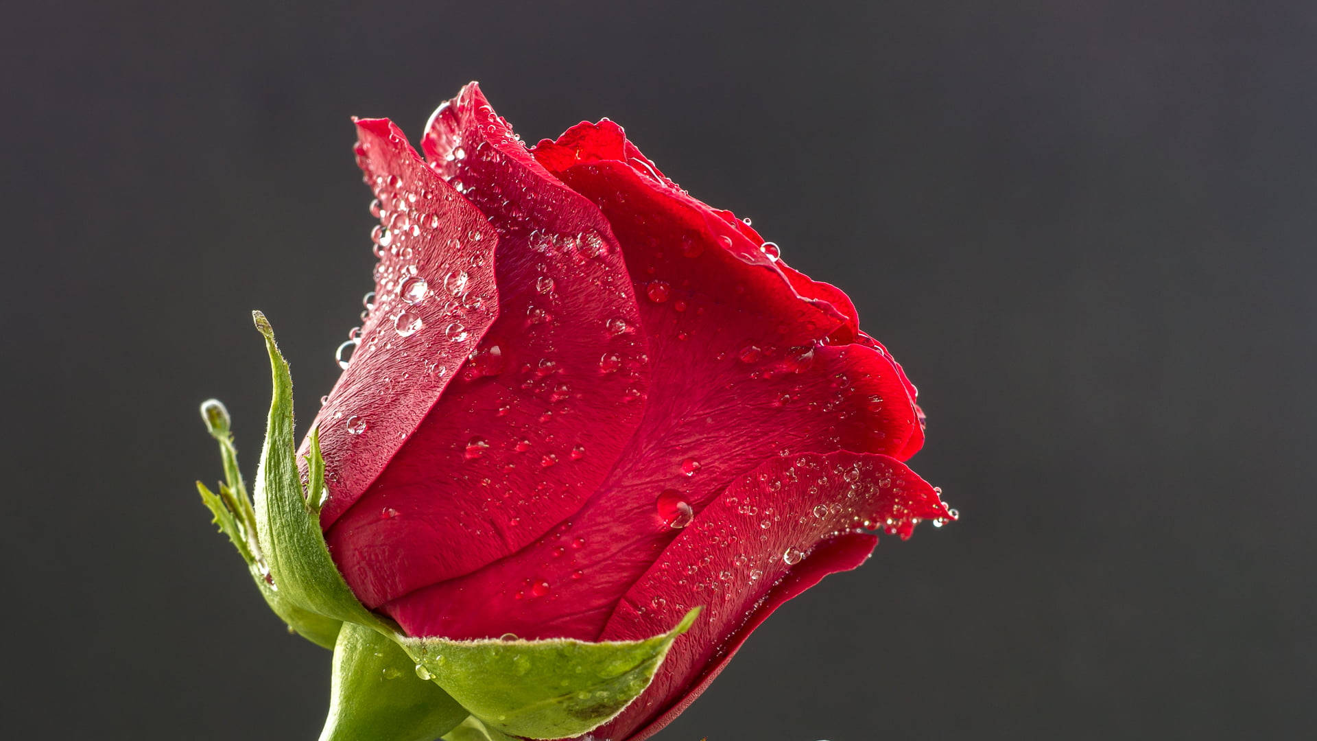 Red Rose 桌布 壁紙 — 一朵鮮紅的玫瑰花蕾在深灰色背景下閃爍著露珠。