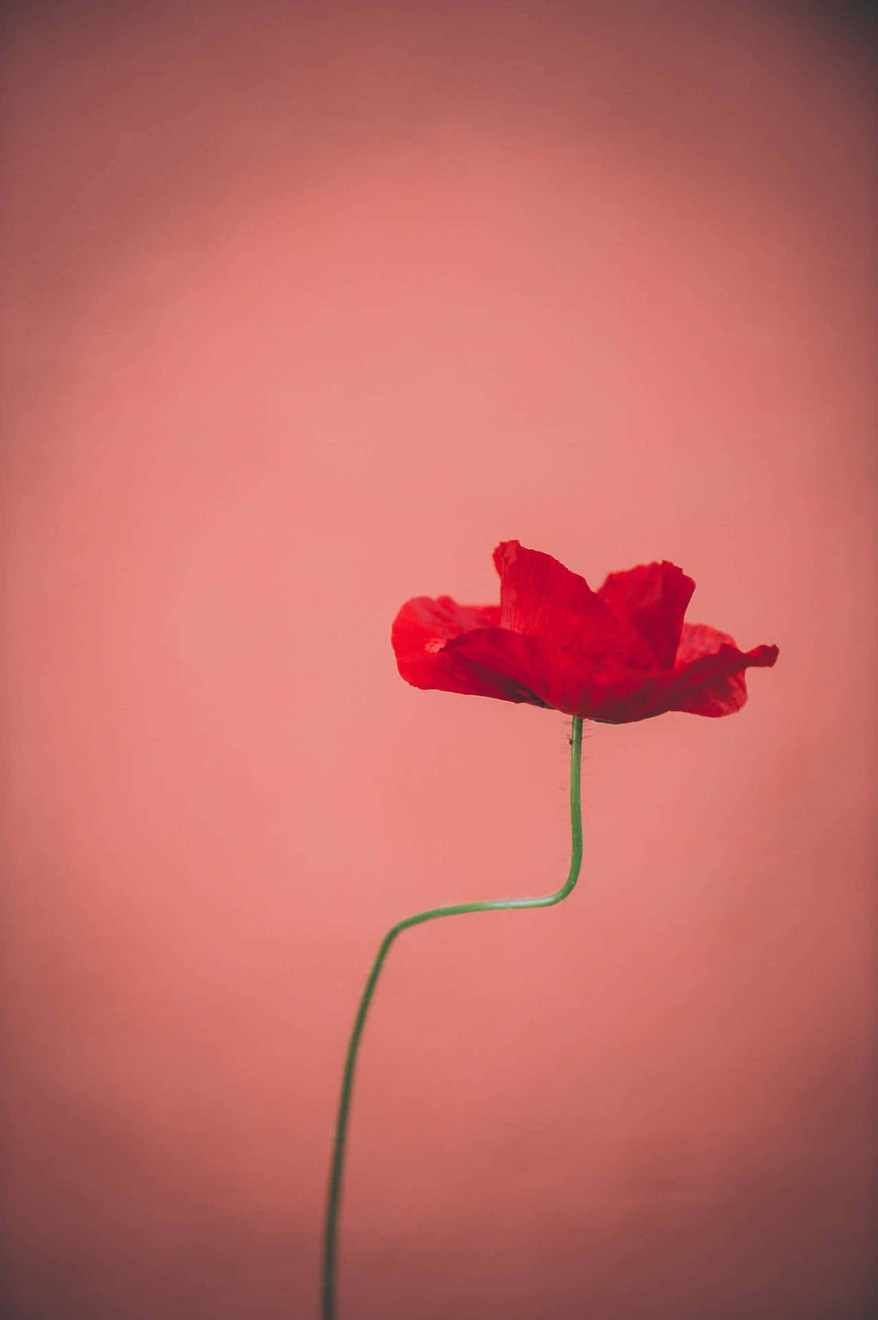 Pastel Red Aesthetic 桌布 壁紙 — 一朵鮮紅的罌粟花，帶有彎曲的綠色莖，獨自矗立在柔和的漸變粉紅色背景上。