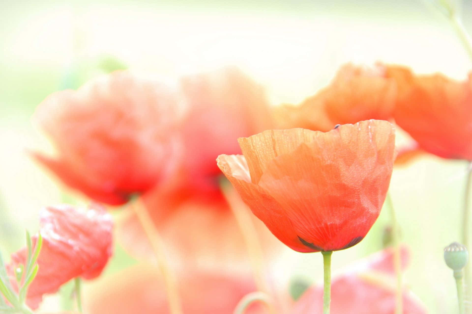 Poppy 桌布 壁紙 — 一朵鮮紅的罌粟花在柔和焦點中盛開，背景明亮朦朧，伴有模糊的同伴。
