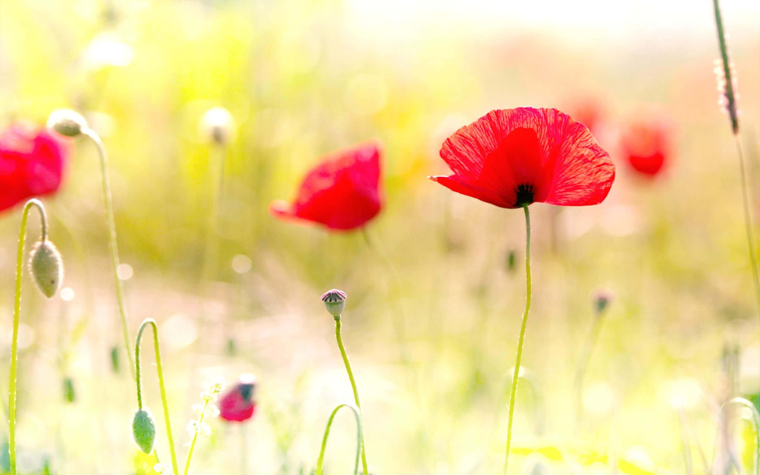 Poppy 桌布 壁紙 — 一朵鮮紅的罌粟花在柔和的金色陽光下盛開，背景是模糊的綠草和其他罌粟花。