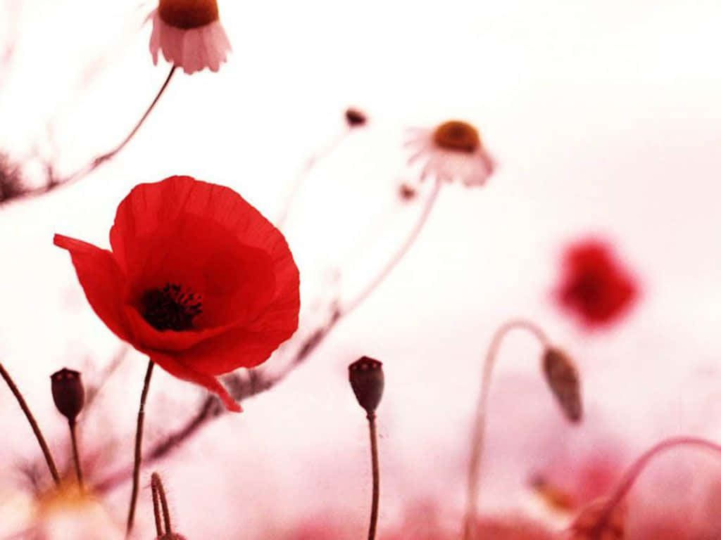 Poppy 桌布 壁紙 — 一朵鮮紅的罌粟花在柔焦中綻放，背景是朦朧的粉白色，帶有模糊的雛菊和花蕾。