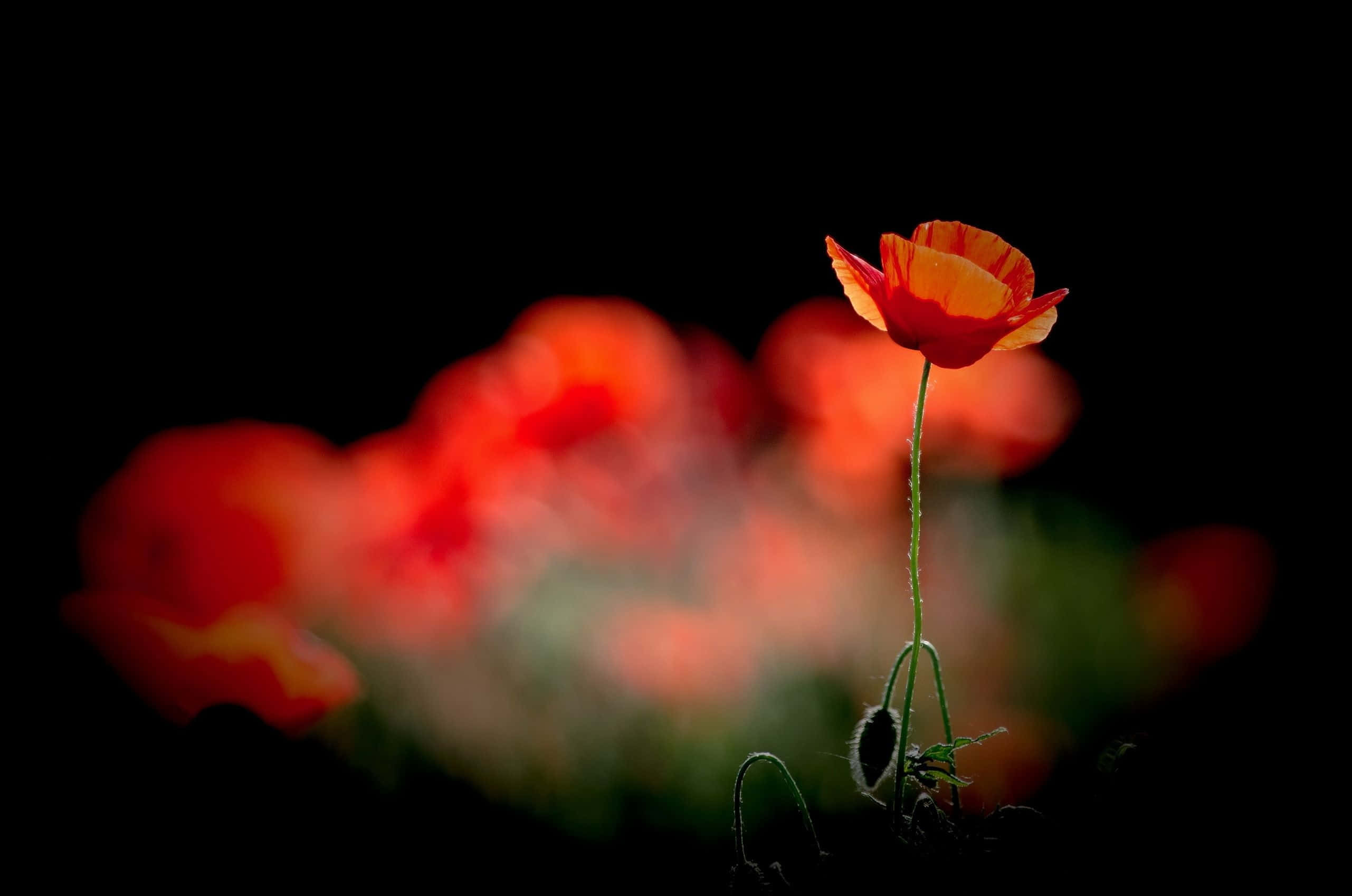 Poppy 桌布 壁紙 — 一朵鮮紅的罌粟花在黑色背景下清晰對焦，背後模糊的紅色罌粟花柔和地發光。