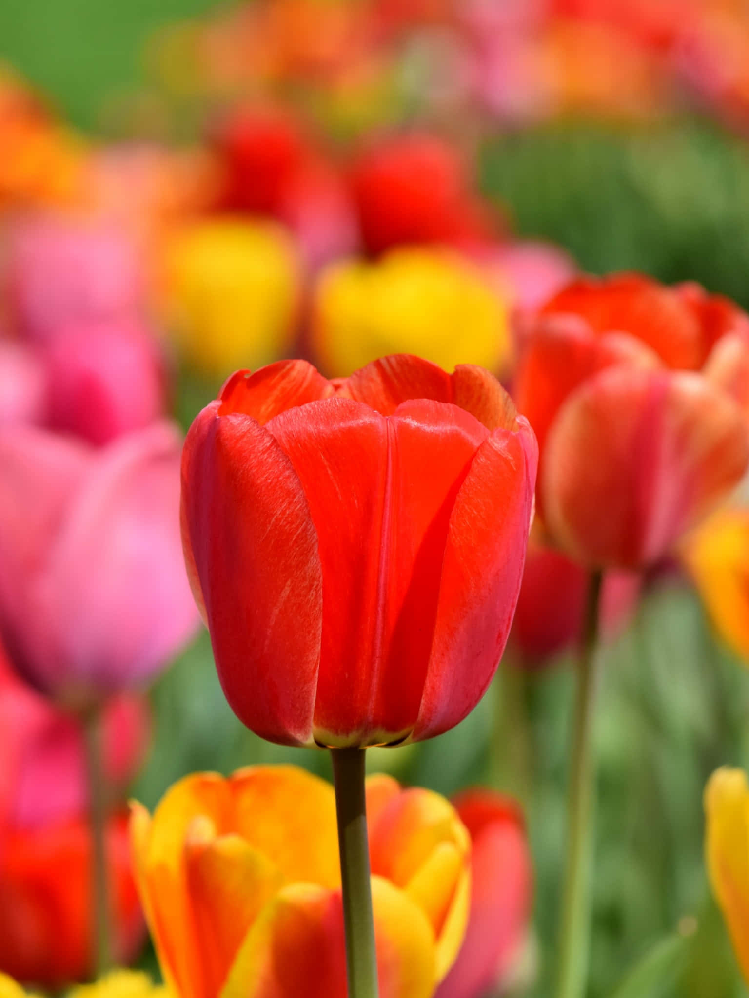 Tulip Field 桌布 壁紙 — 一朵鮮紅的鬱金香在明亮日光下，在一片粉紅、黃色和橙色花朵組成的繽紛花田中清晰對焦。
