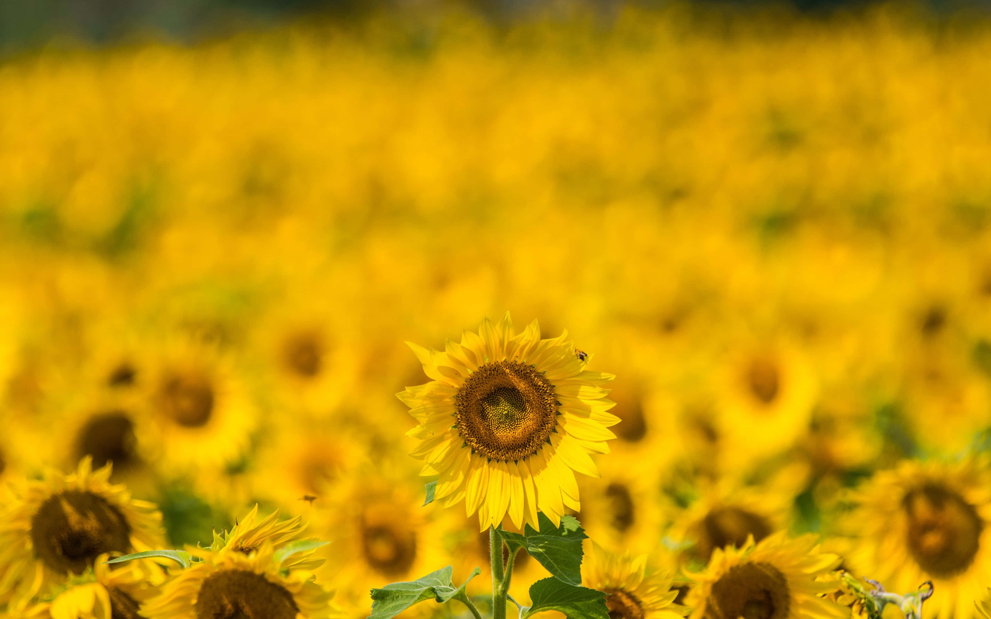 Yellow Summer 桌布 壁紙 — 一朵鮮豔的向日葵在明亮的日光下，在一片金色模糊的無盡向日葵田中清晰對焦。