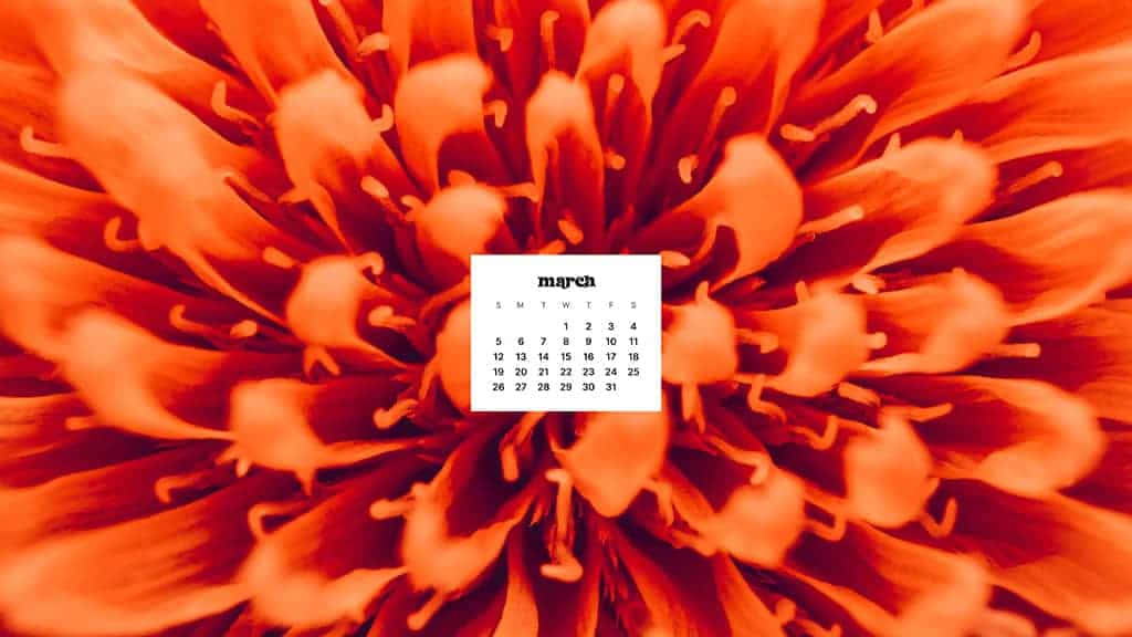 March Desktop 桌布 壁紙 — 一朵鮮豔的橙色花朵，花瓣中央有一個白色的三月日曆。