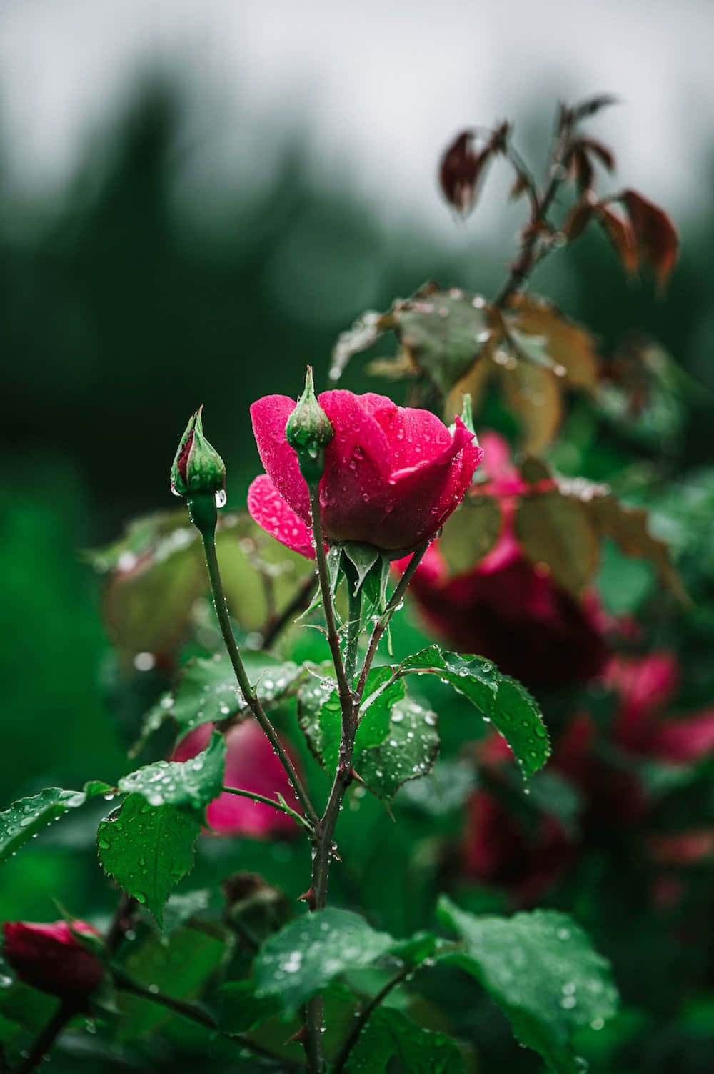 Rose In Rain 桌布 壁紙 — 一朵鮮豔的粉紅玫瑰在柔和模糊的綠色花園背景下閃爍著雨滴。