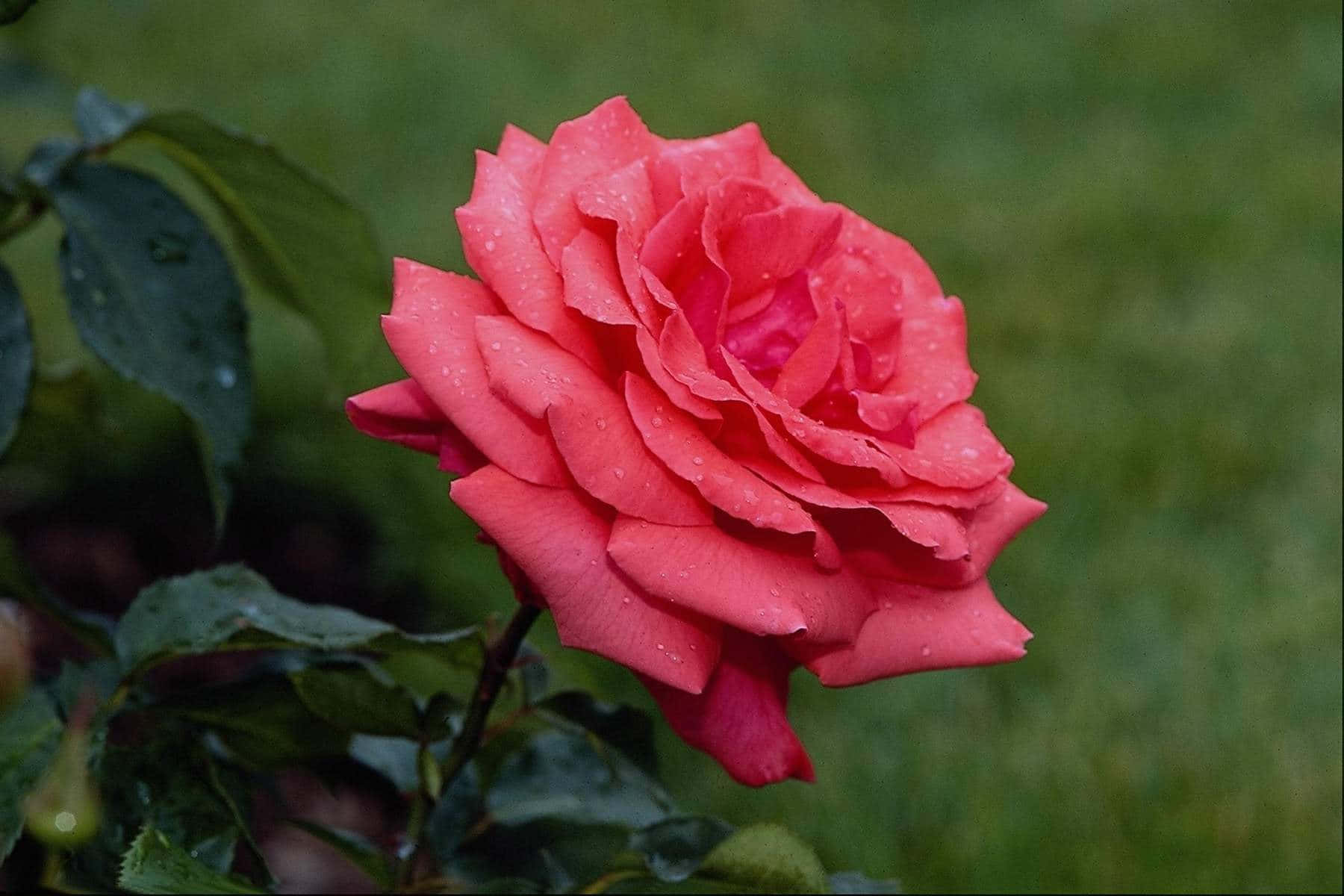 Beautiful Rose 桌布 壁紙 — 一朵鮮豔的粉紅玫瑰在柔和模糊的綠色花園背景下閃爍著露珠。