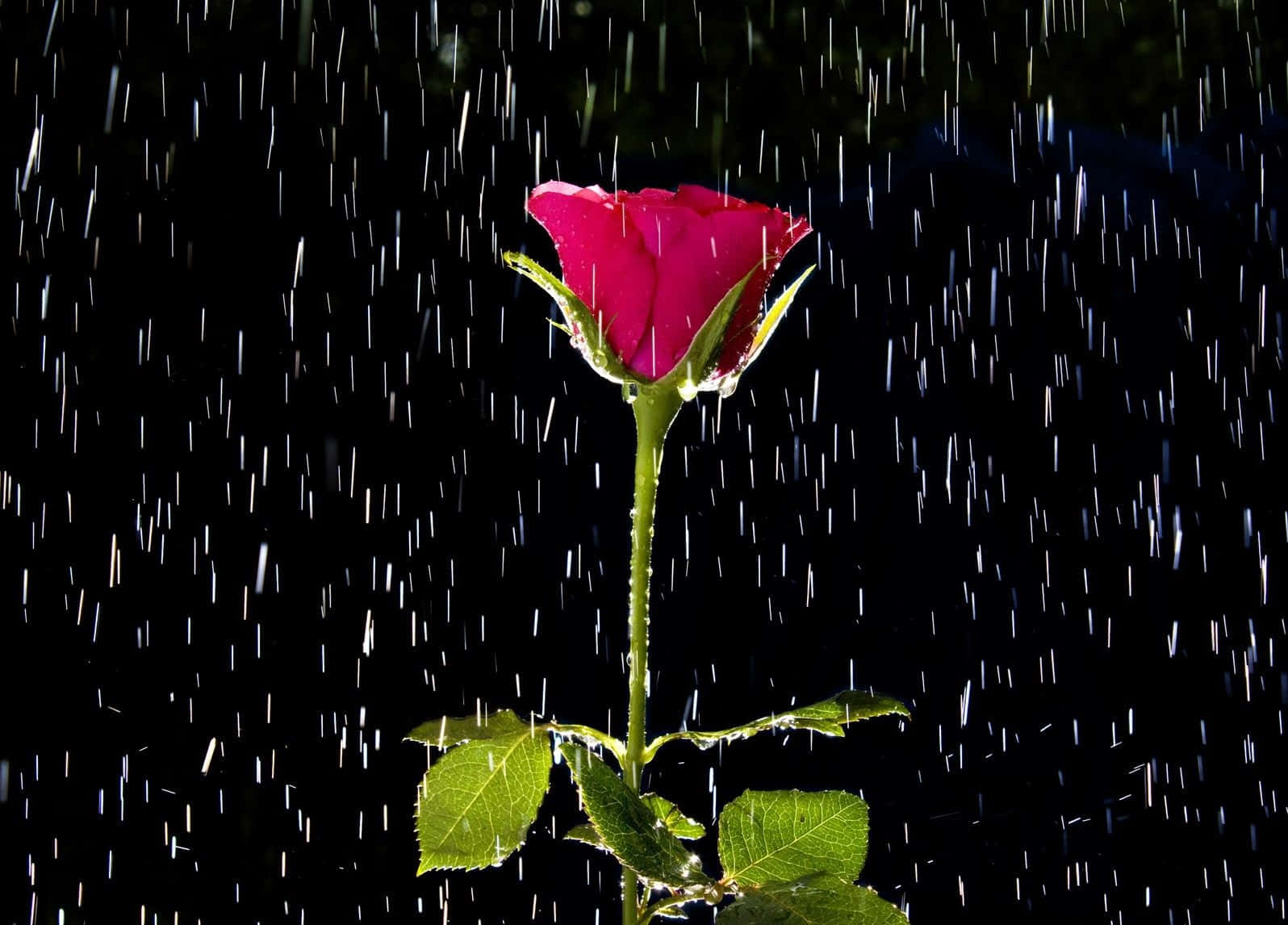 Raining 桌布 壁紙 — 一朵鮮豔的粉紅玫瑰在純黑背景下堅韌挺立，雨滴在它周圍傾瀉而下。