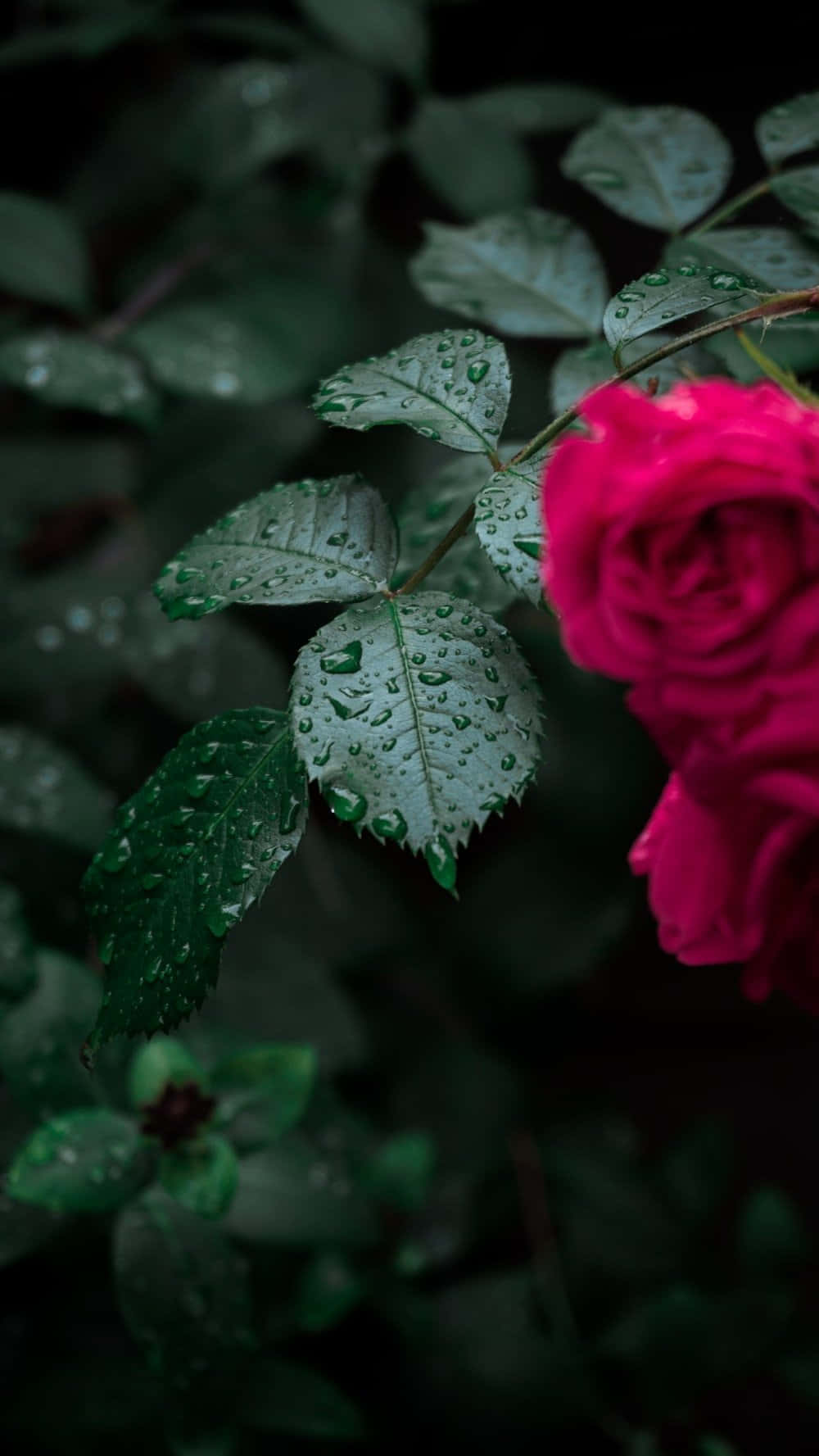 Rose In Rain 桌布 壁紙 — 一朵鮮豔的粉紅玫瑰在陰暗、充滿氛圍的花園中，在沾滿露水的綠葉旁盛開。