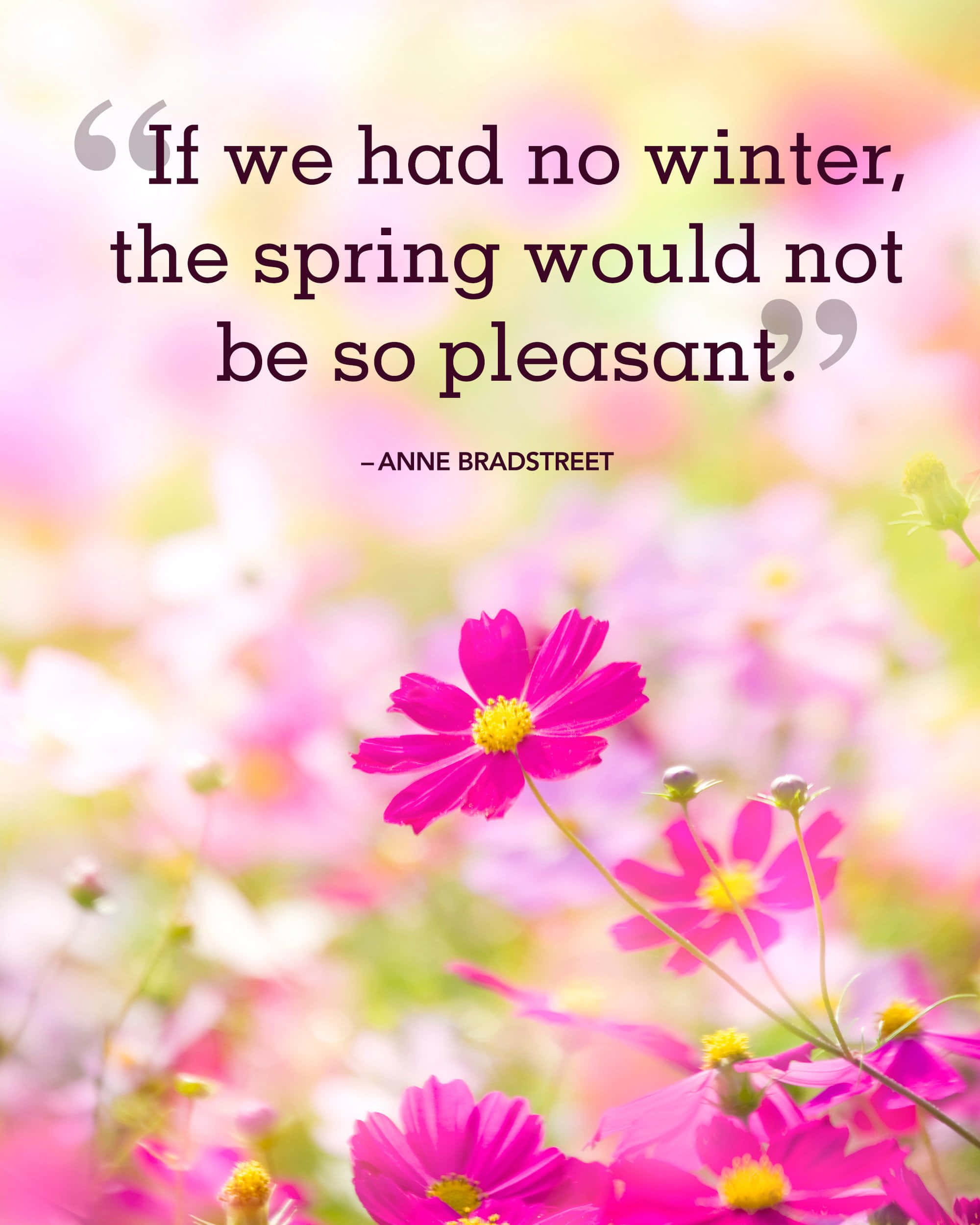 Spring Quotes 桌布 壁紙 — 一朵鮮豔的粉紅色波斯菊在柔焦的春天田野中盛開，並疊加了鼓舞人心的引言。