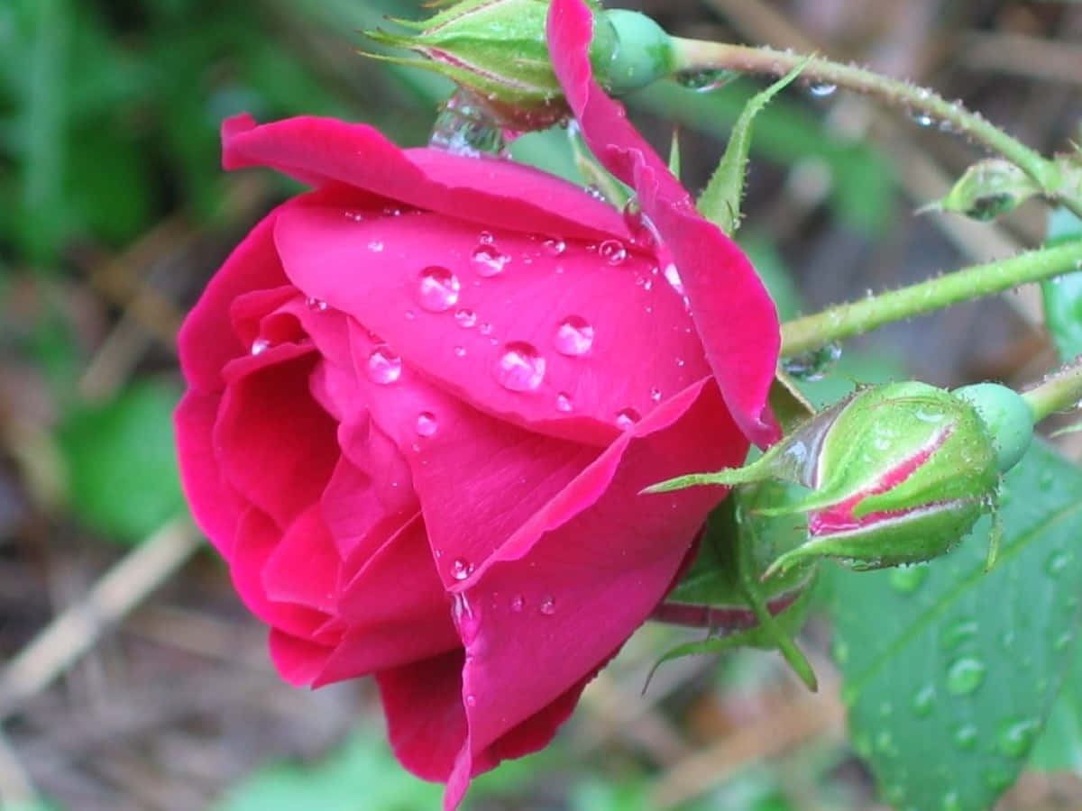 Rose In Rain 桌布 壁紙 — 一朵鮮豔的粉紅色玫瑰在柔和的綠色模糊背景上閃爍著露珠。