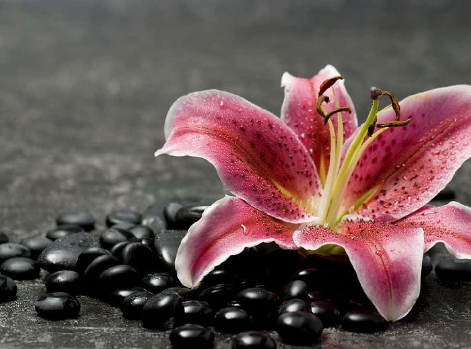 lily 桌布 壁紙 — 一朵鮮豔的粉紅色百合花帶著露珠，優雅地躺在光滑的黑色石頭上，背景是深色紋理。