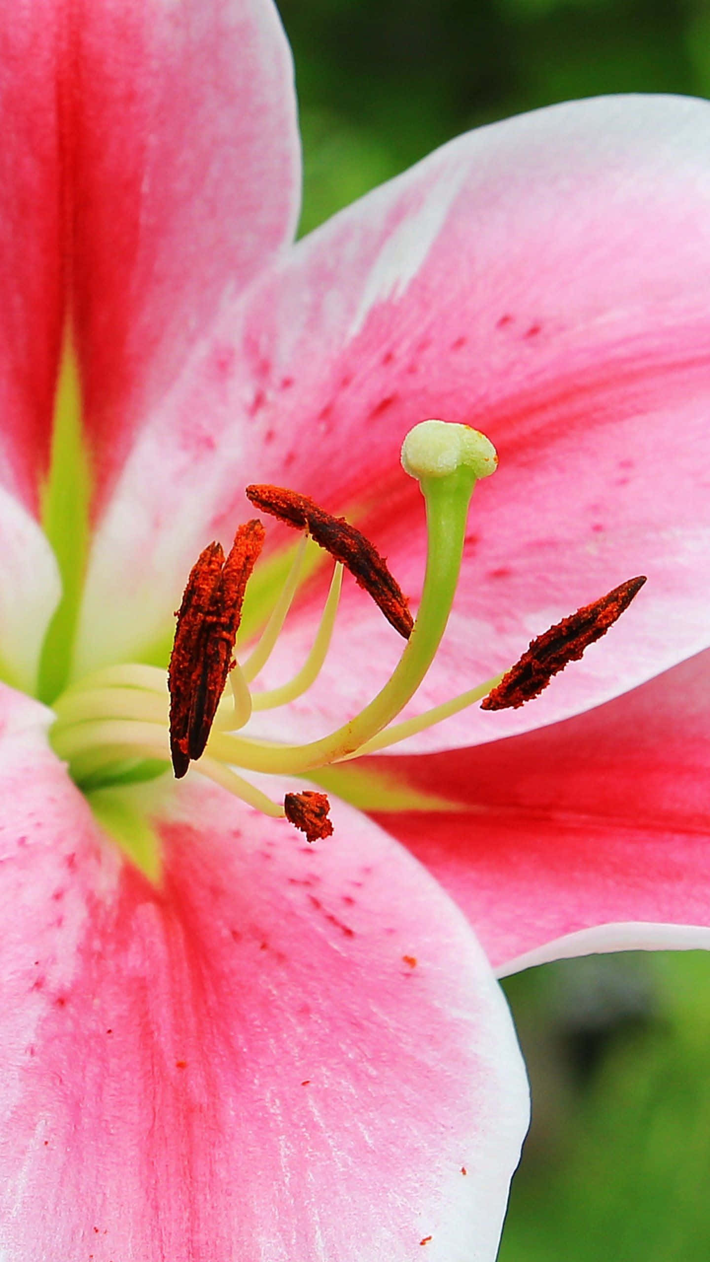 lily 桌布 壁紙 — 一朵鮮豔的粉紅色百合花的特寫，帶有精緻的白色邊緣和突出的雄蕊，背景是柔和的綠色。
