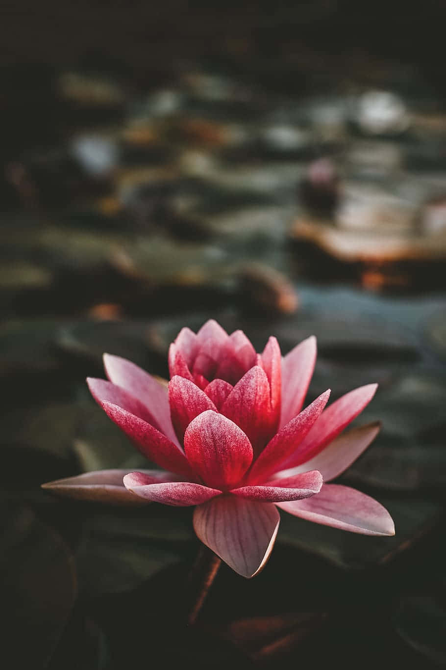 Flower Phone 桌布 壁紙 — 一朵鮮豔的粉紅色睡蓮在平靜的池塘上優雅地盛開，周圍環繞著深綠色的睡蓮葉。