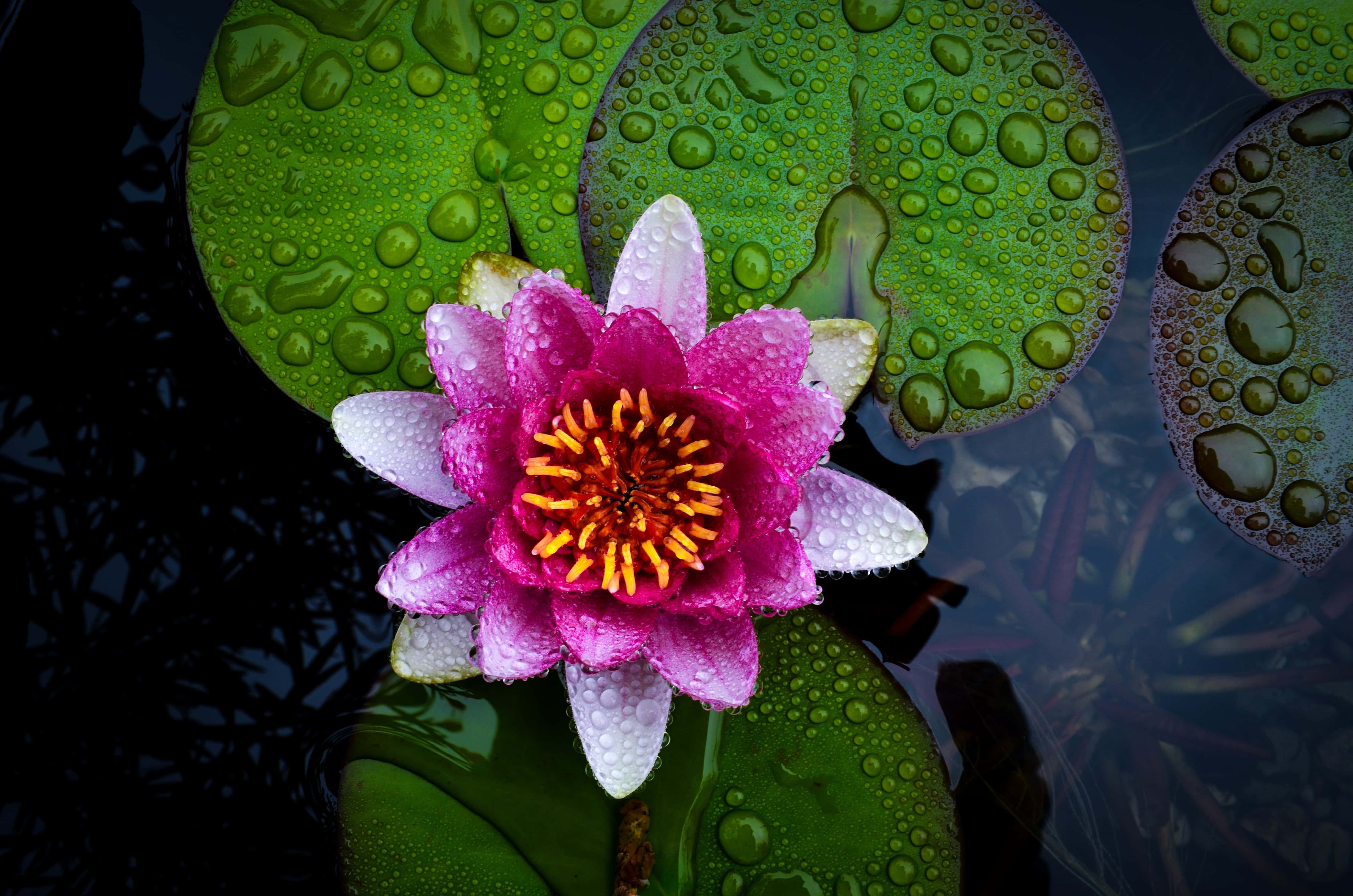 lily 桌布 壁紙 — 一朵鮮豔的粉紅色睡蓮帶著露珠，在深色水面上茂盛的綠色睡蓮葉上盛開。