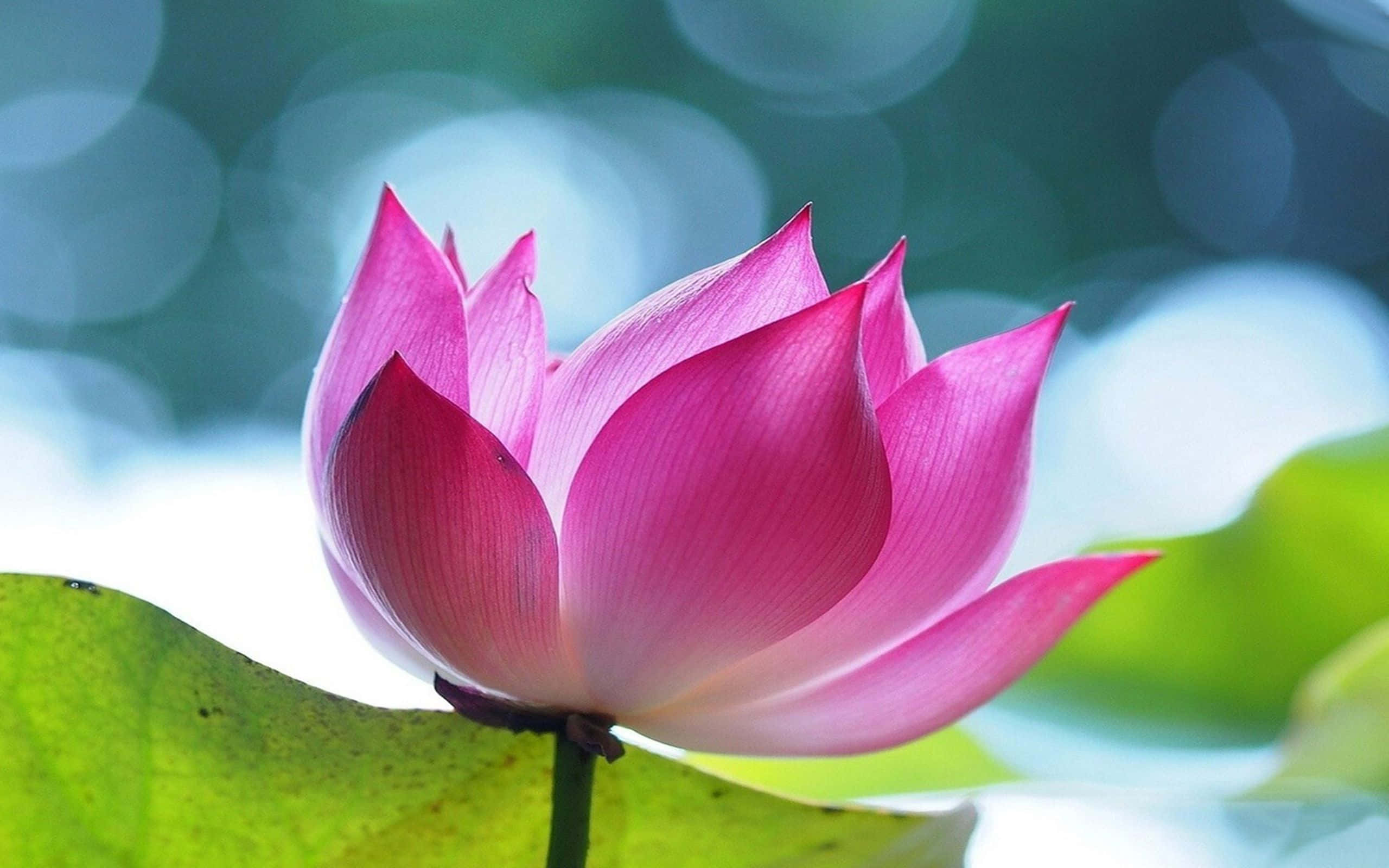 蓮花 桌布 壁紙 — 一朵鮮豔的粉紅色蓮花優雅地綻放在綠色睡蓮葉上，背景是柔和的藍色散景。