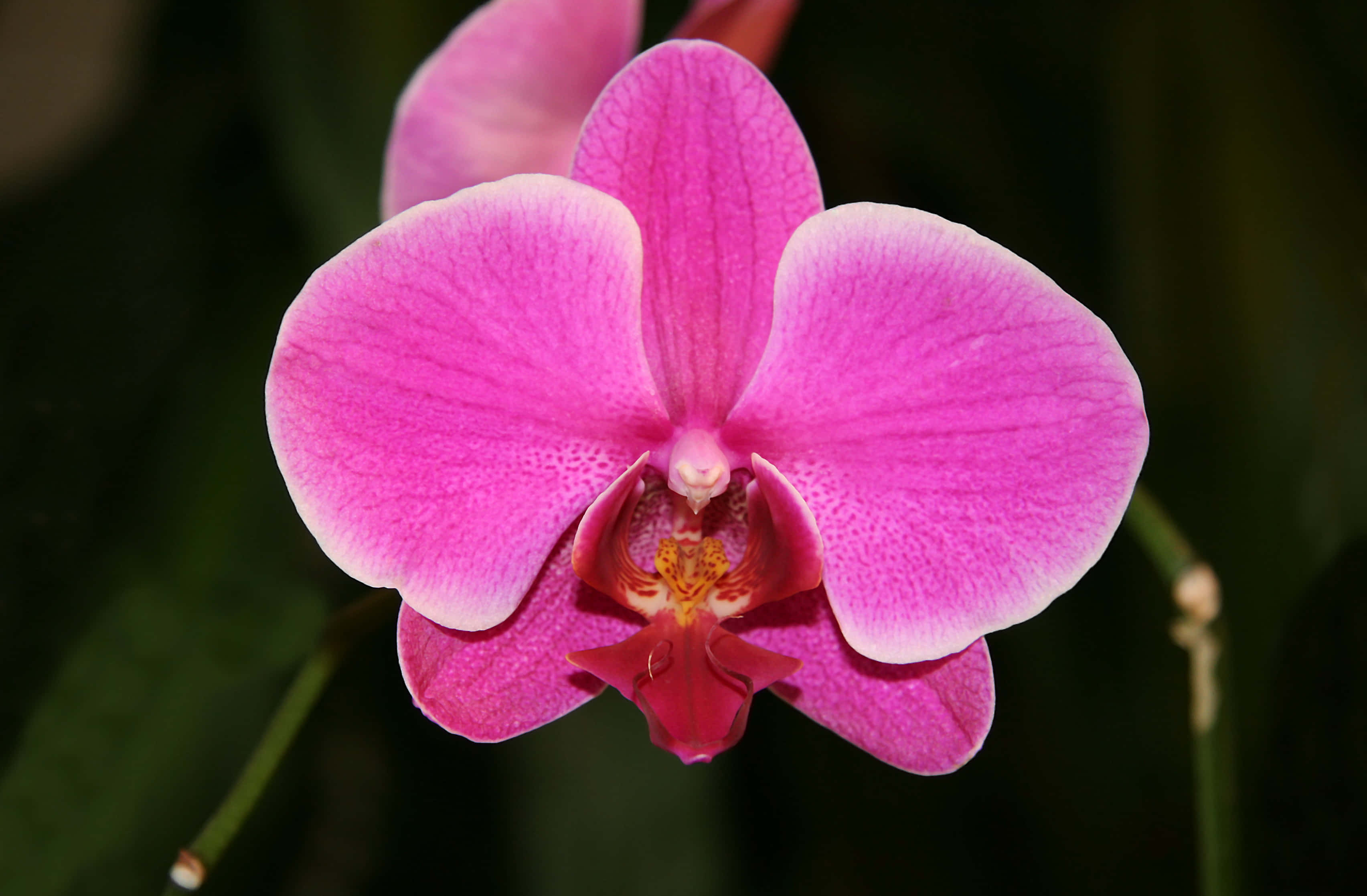 Orchid 桌布 壁紙 — 一朵鮮豔的粉紅色蘭花盛開，花瓣精緻，中心有斑點，背景是柔和模糊的綠色。