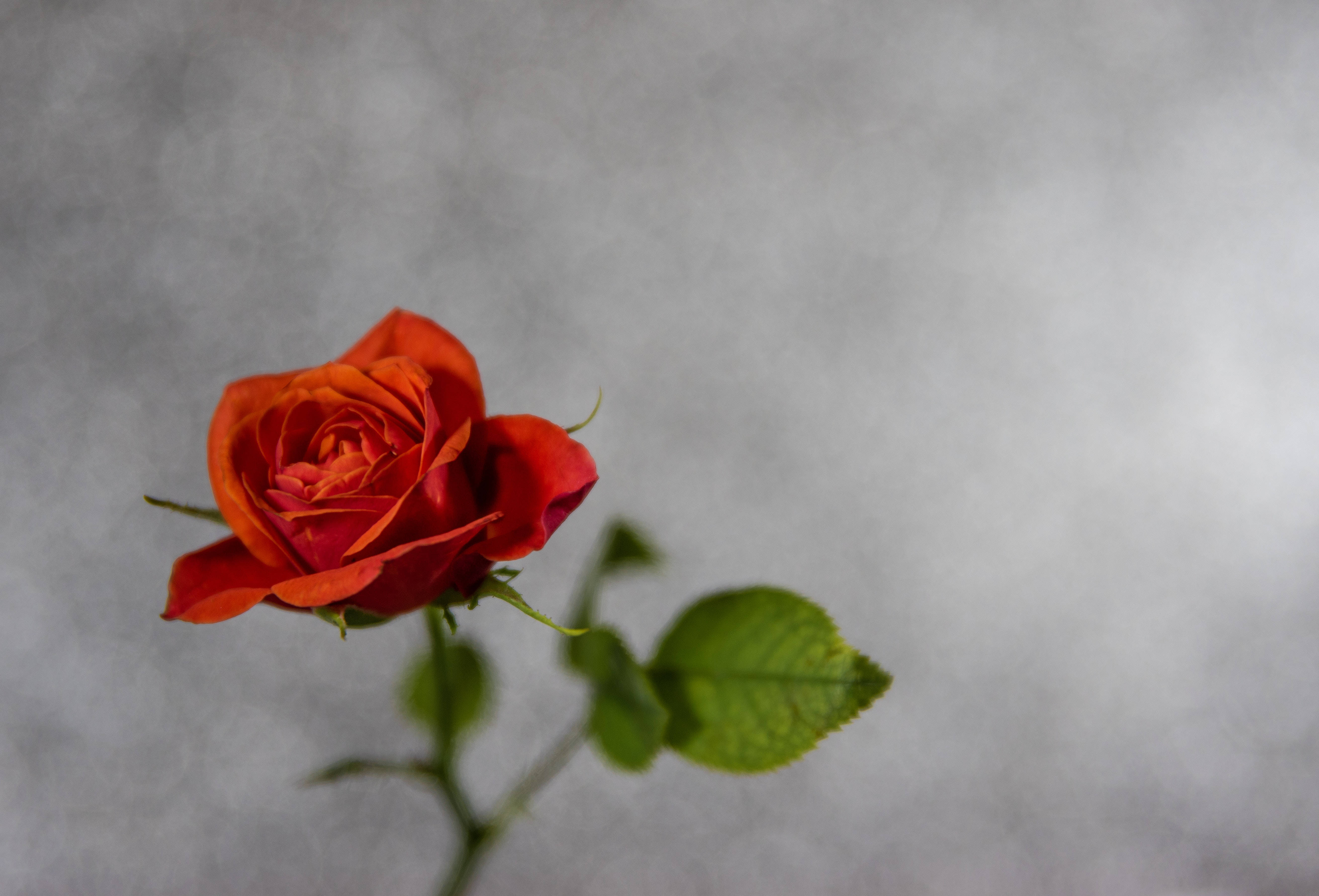 Roses 桌布 壁紙 — 一朵鮮豔的紅玫瑰，搭配綠葉，在柔和的灰色紋理背景上脫穎而出。
