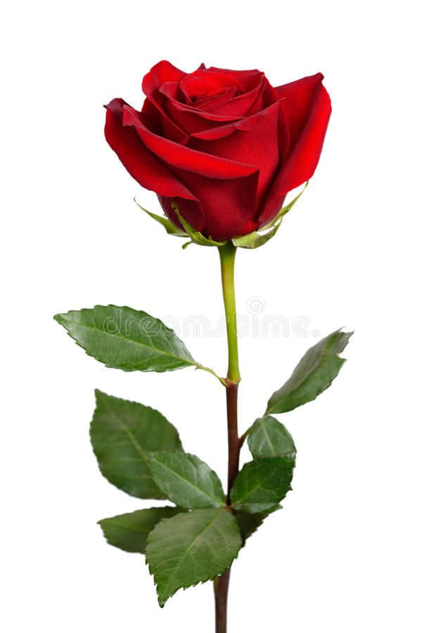 Single Rose 桌布 壁紙 — 一朵鮮豔的紅玫瑰，搭配茂盛的綠葉，優雅地立在純白背景上。